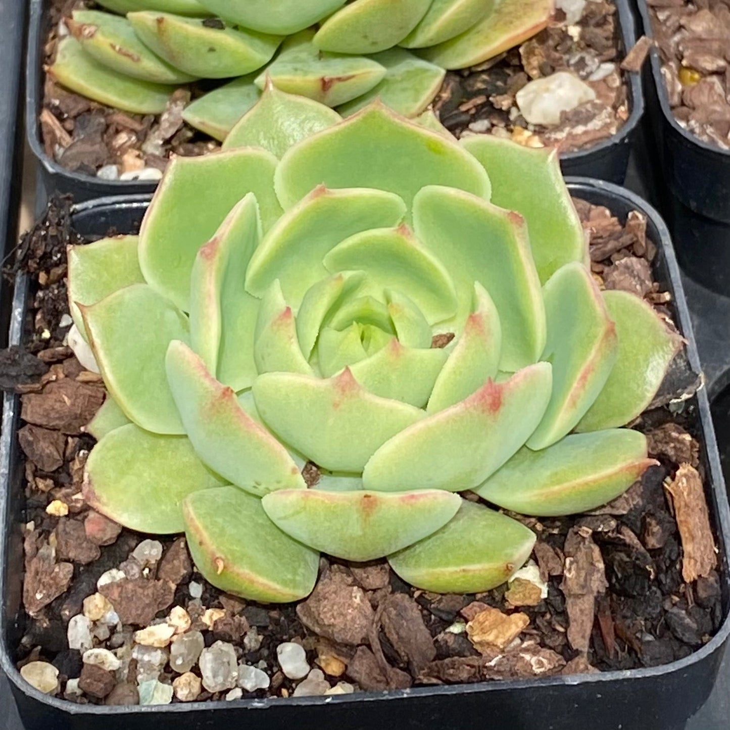 Echeveria ramillette