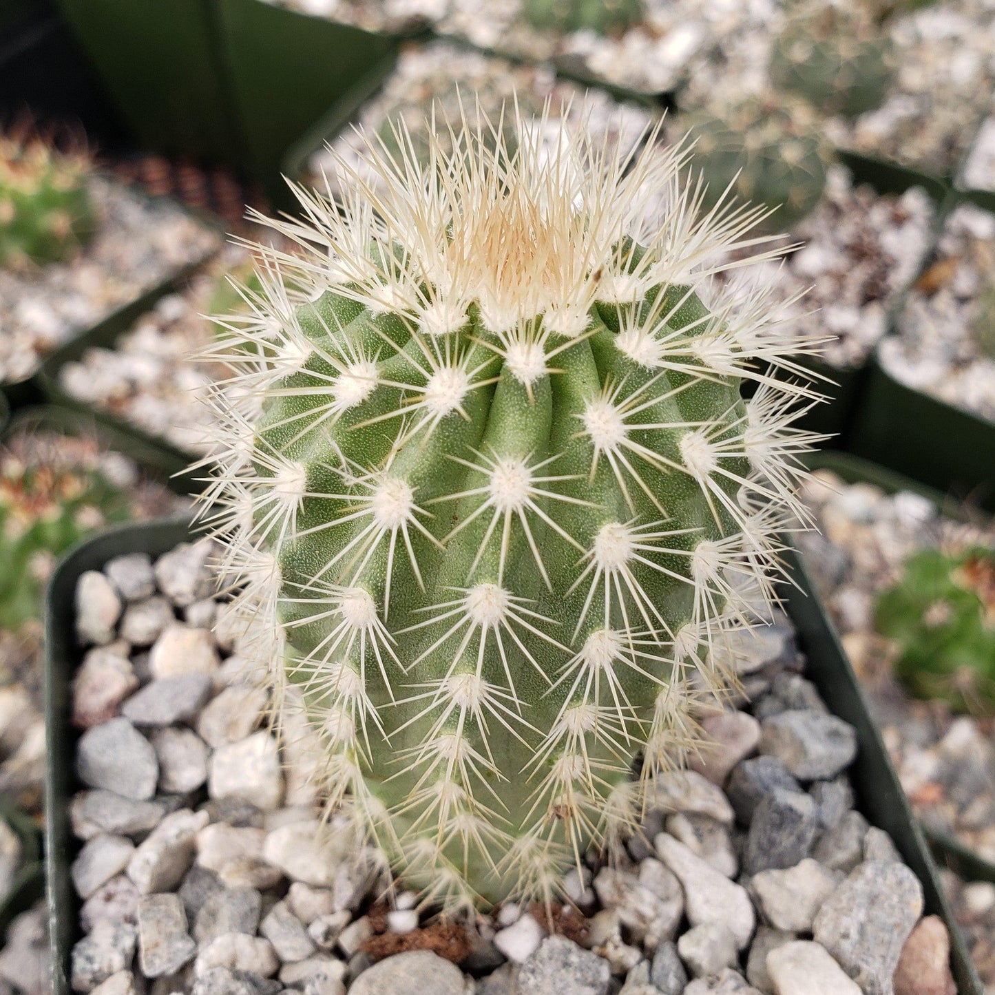 Echinocereus websterianus