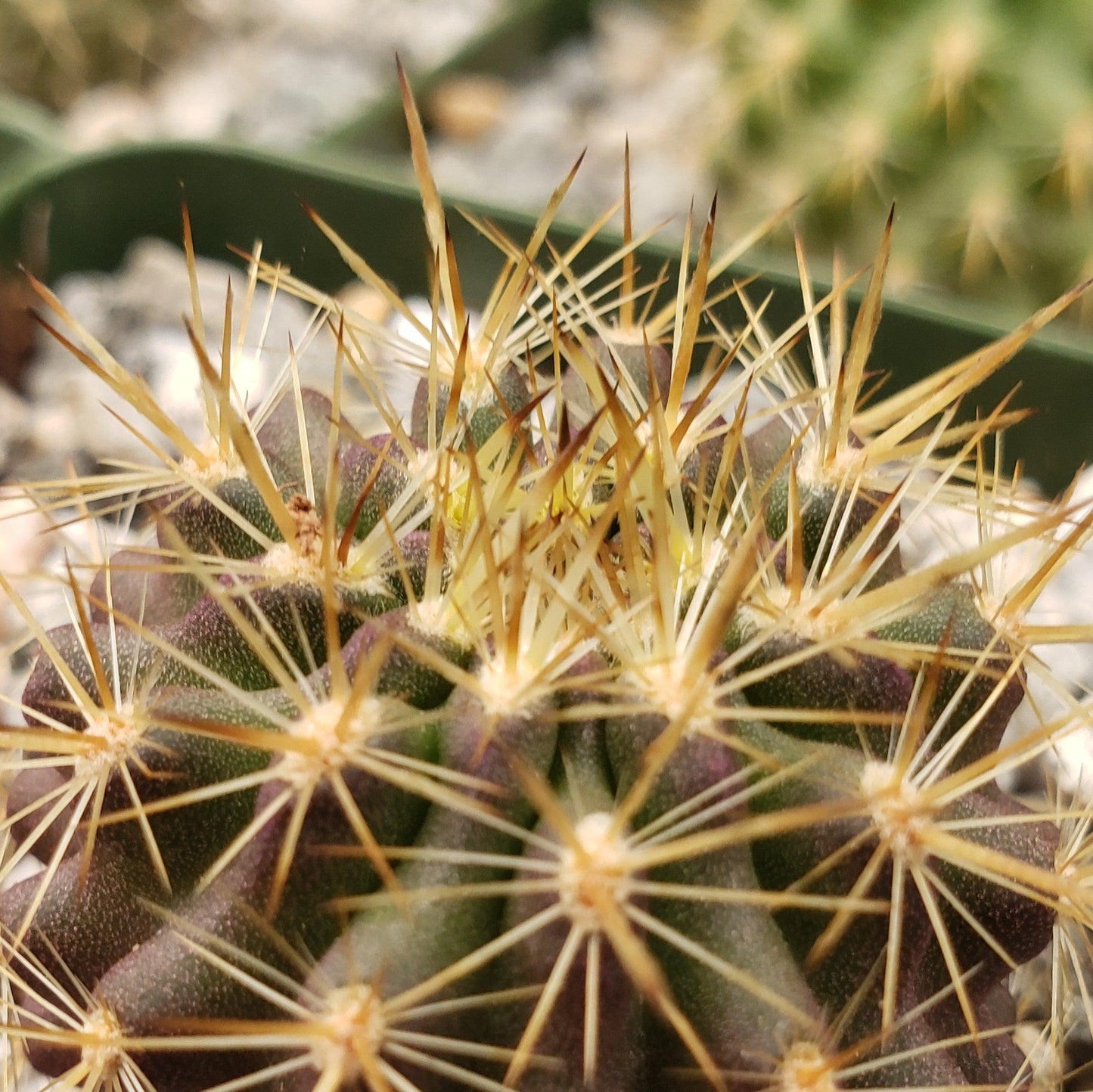 Neochilenia chilensis flaviflora