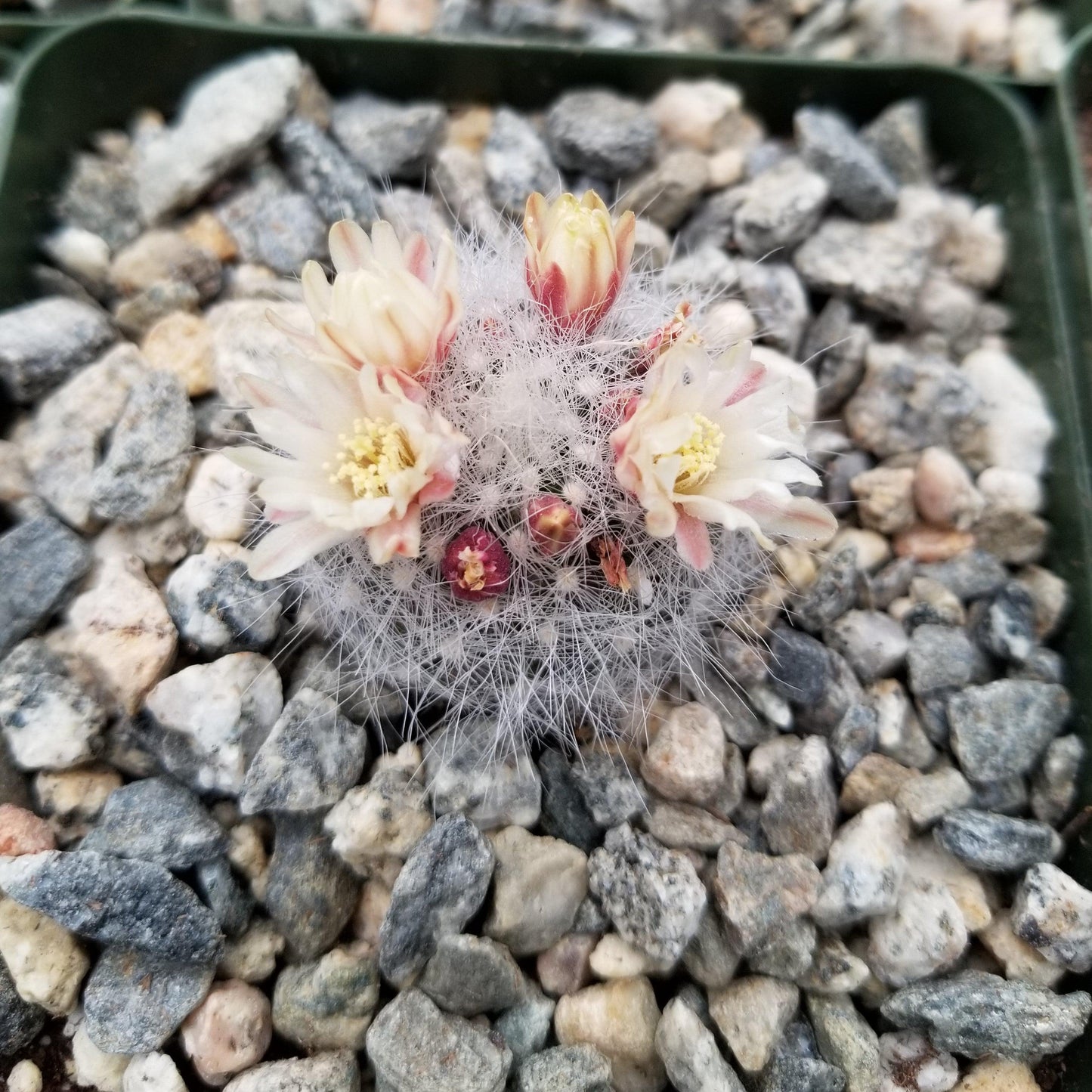 Mammillaria Schwarzii