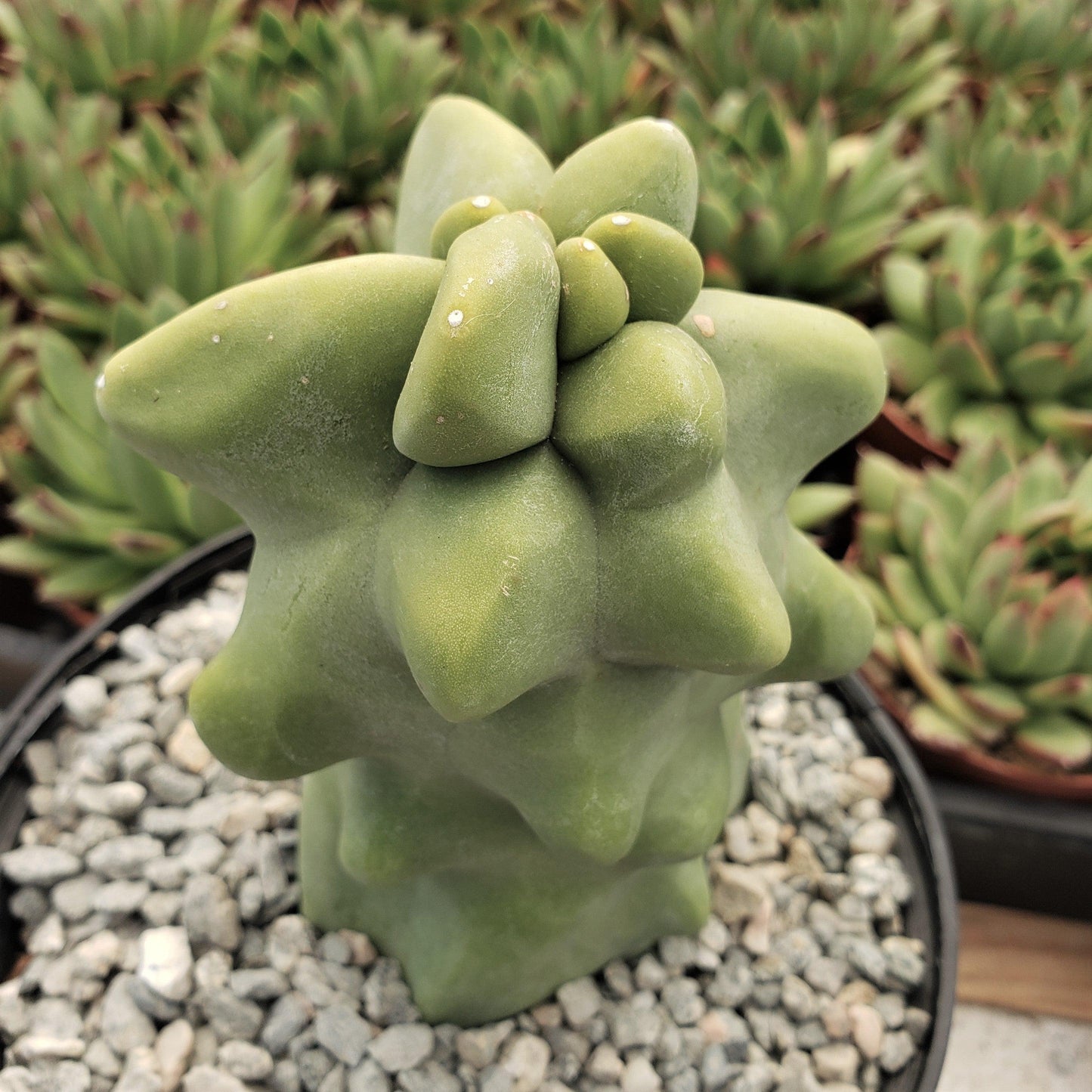 Totem Pole Cactus 'Pachycereus schottii 'monstrosus'