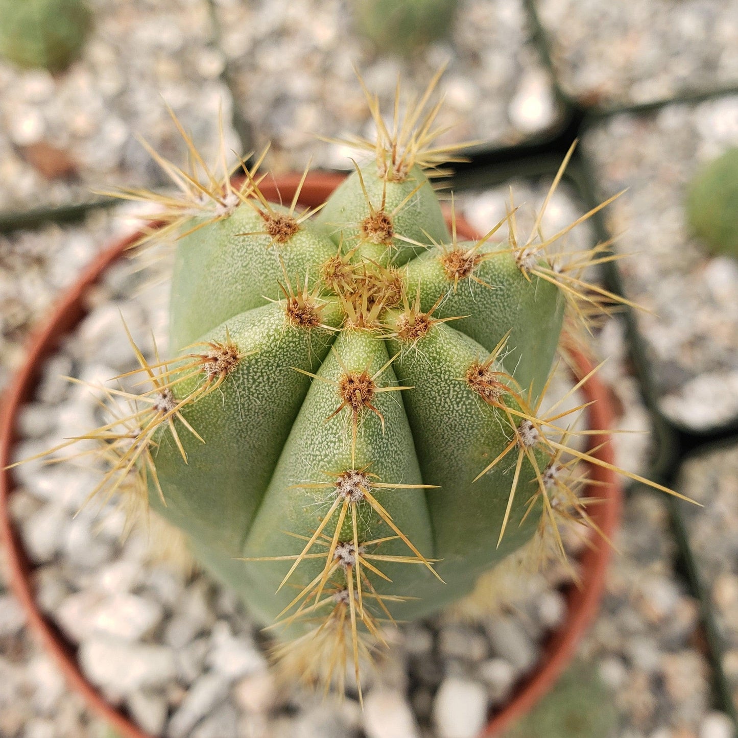 Isolatocereus dumortieri