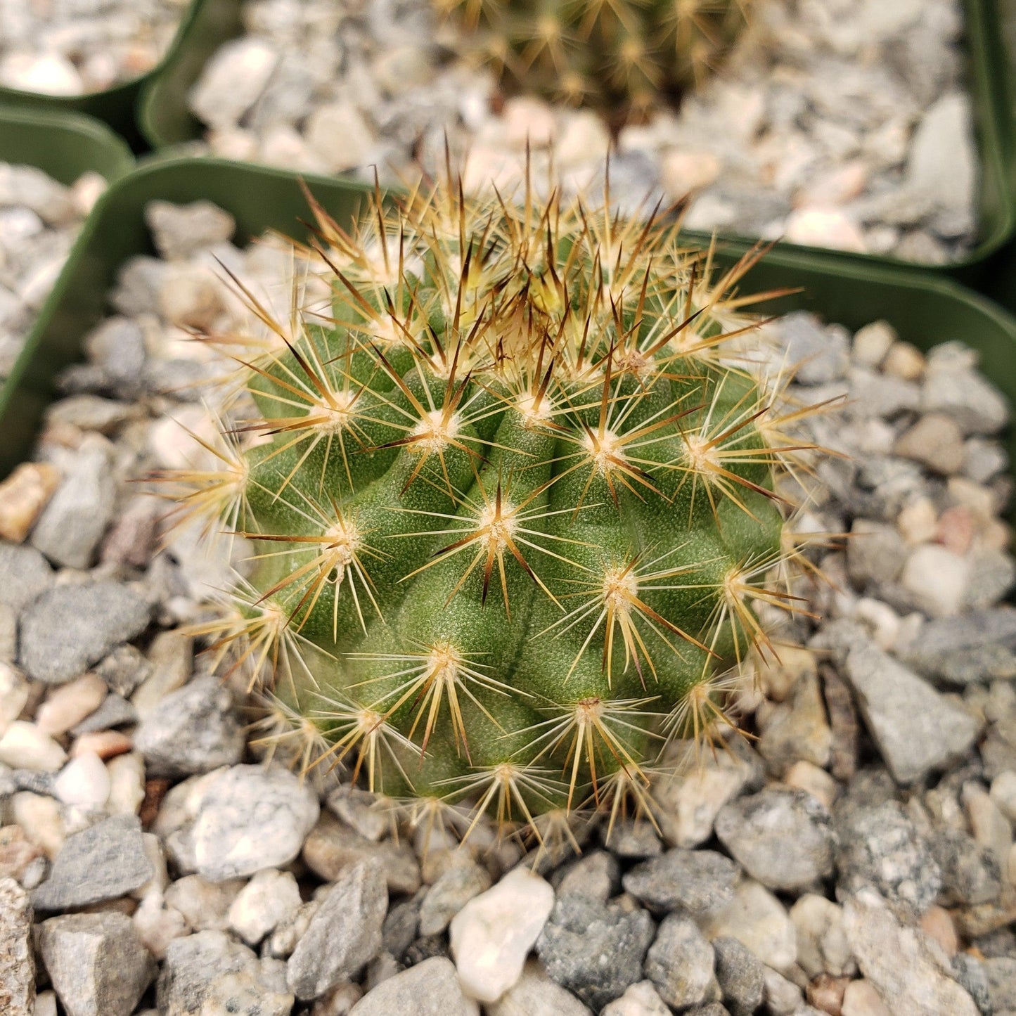 Neochilenia chilensis flaviflora