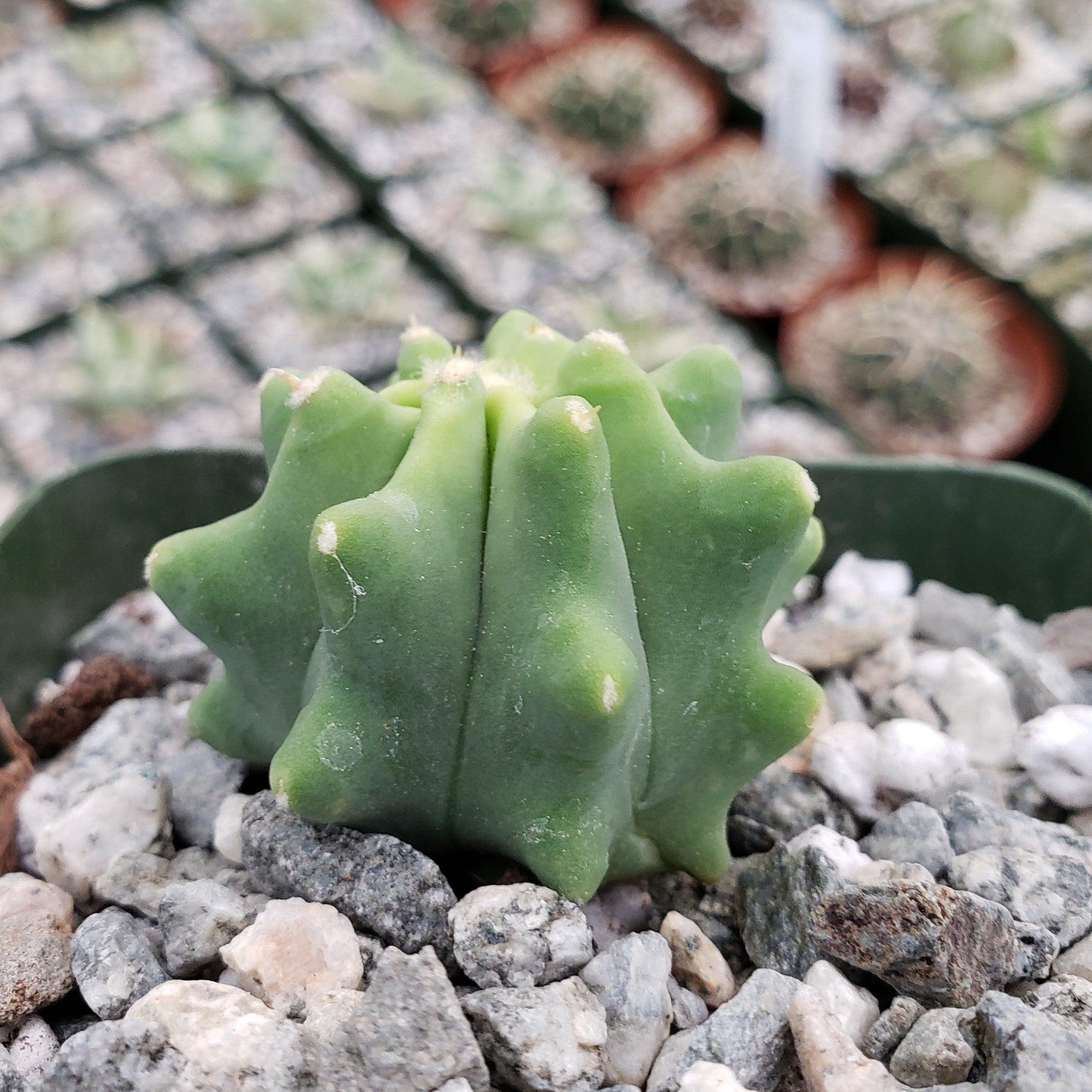 Ferocactus glaucescens 'inermis'