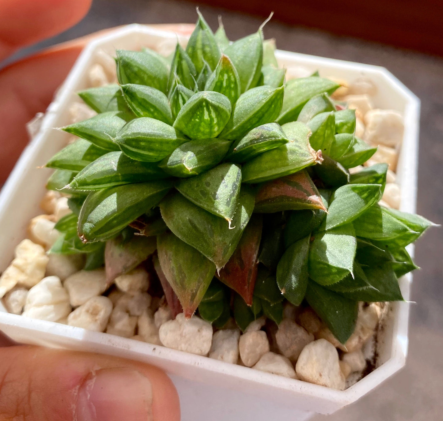 haworthia cymbiformis red river