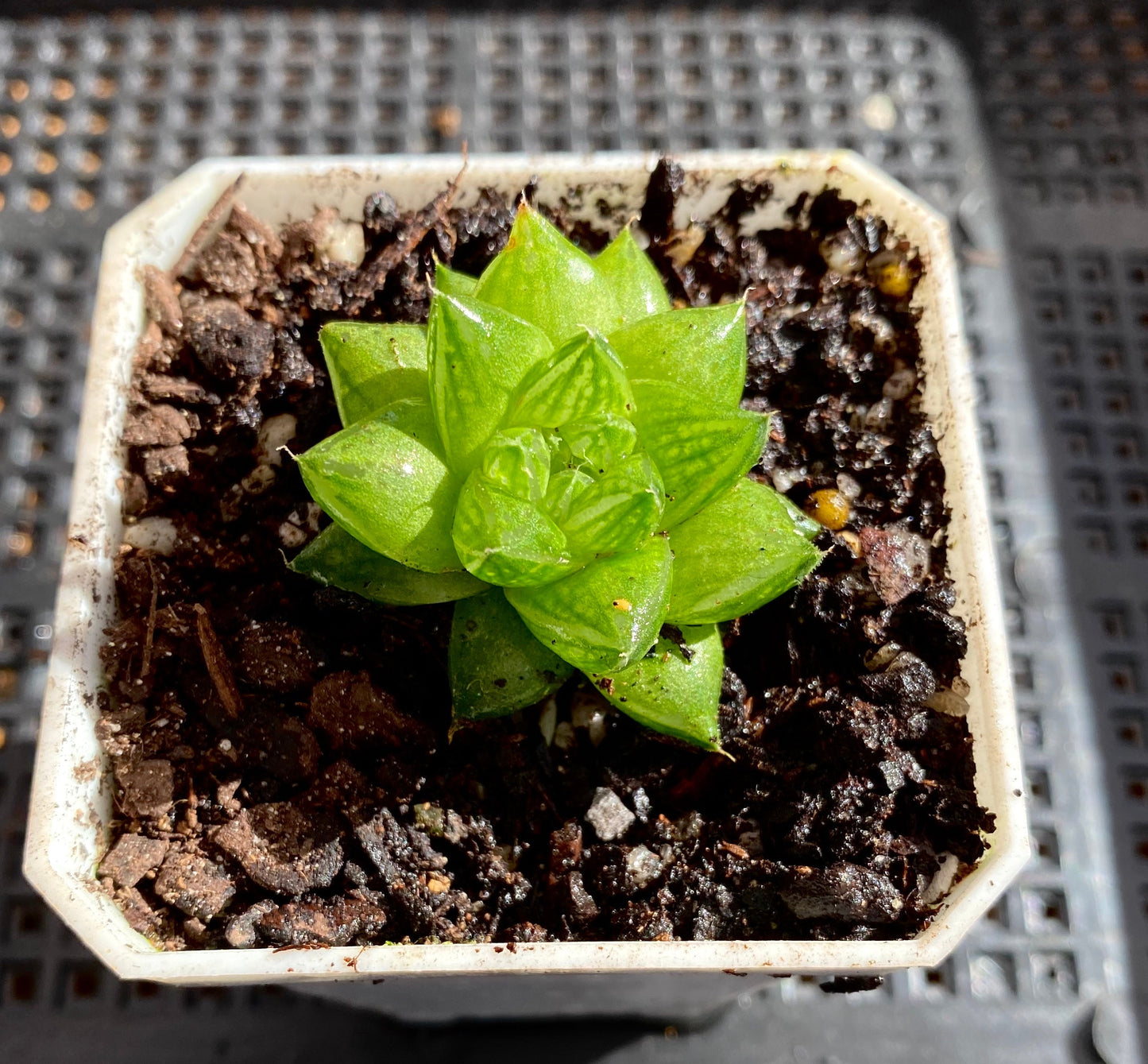 haworthia cymbiformis red river