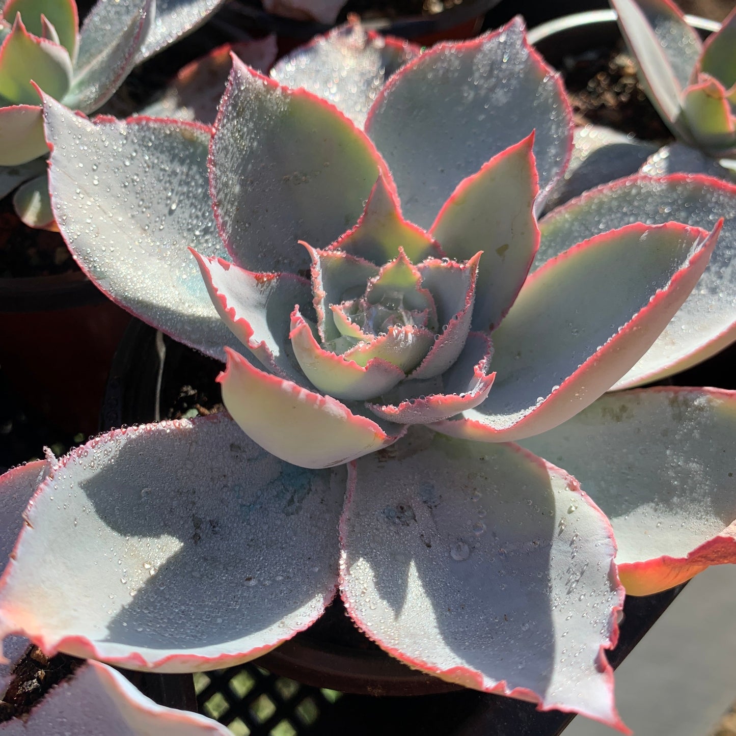 Echeveria Cante 广寒宫