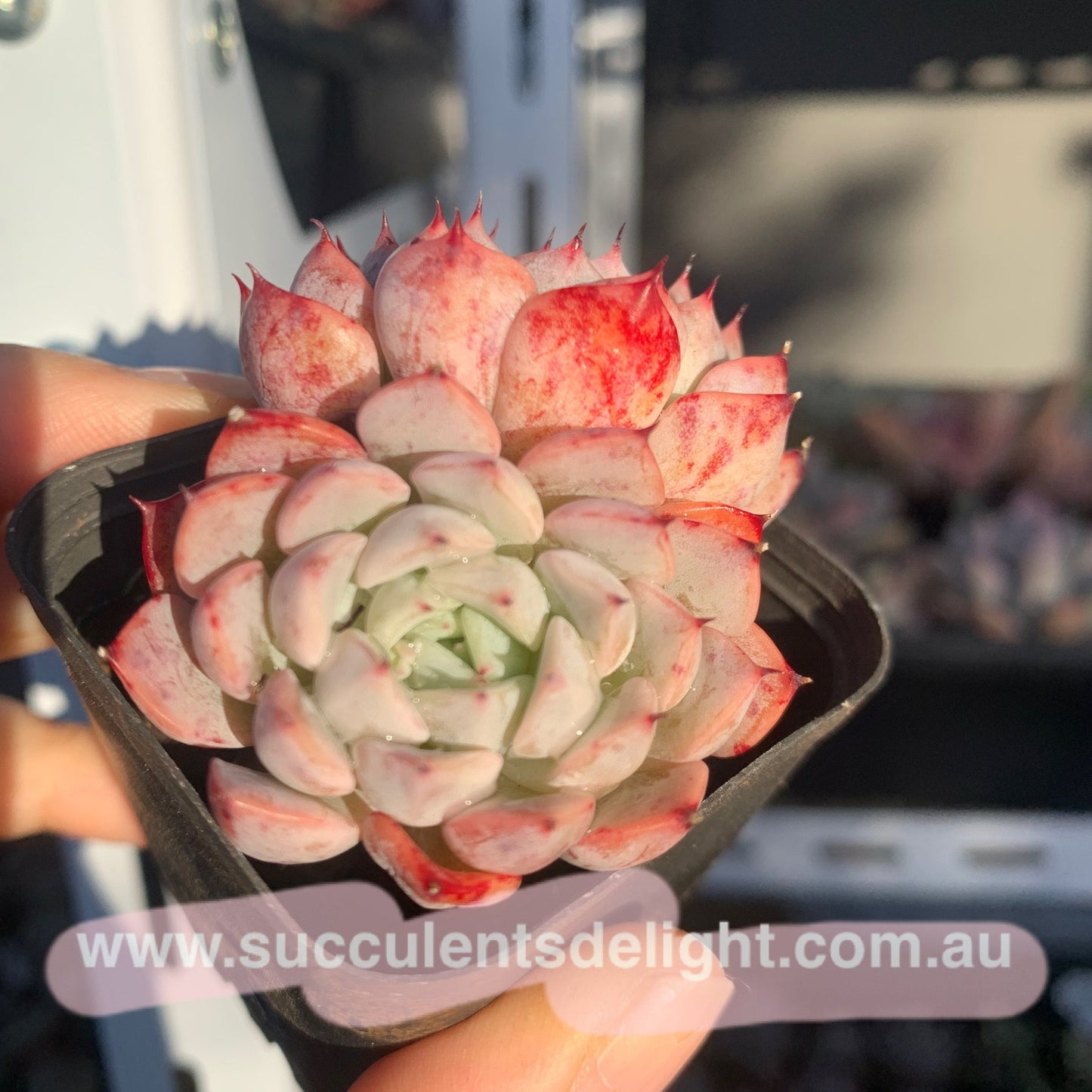 Echeveria Elegans Dongting 洞庭月影
