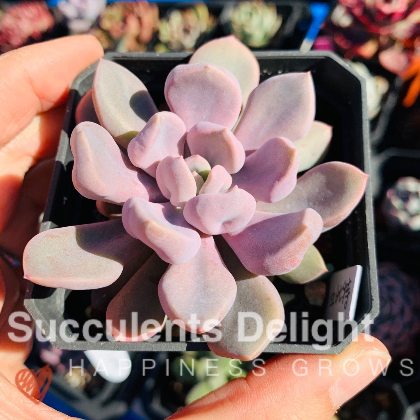 Echeveria Topsy Debbie aka Echeveria Cupid 丘比特