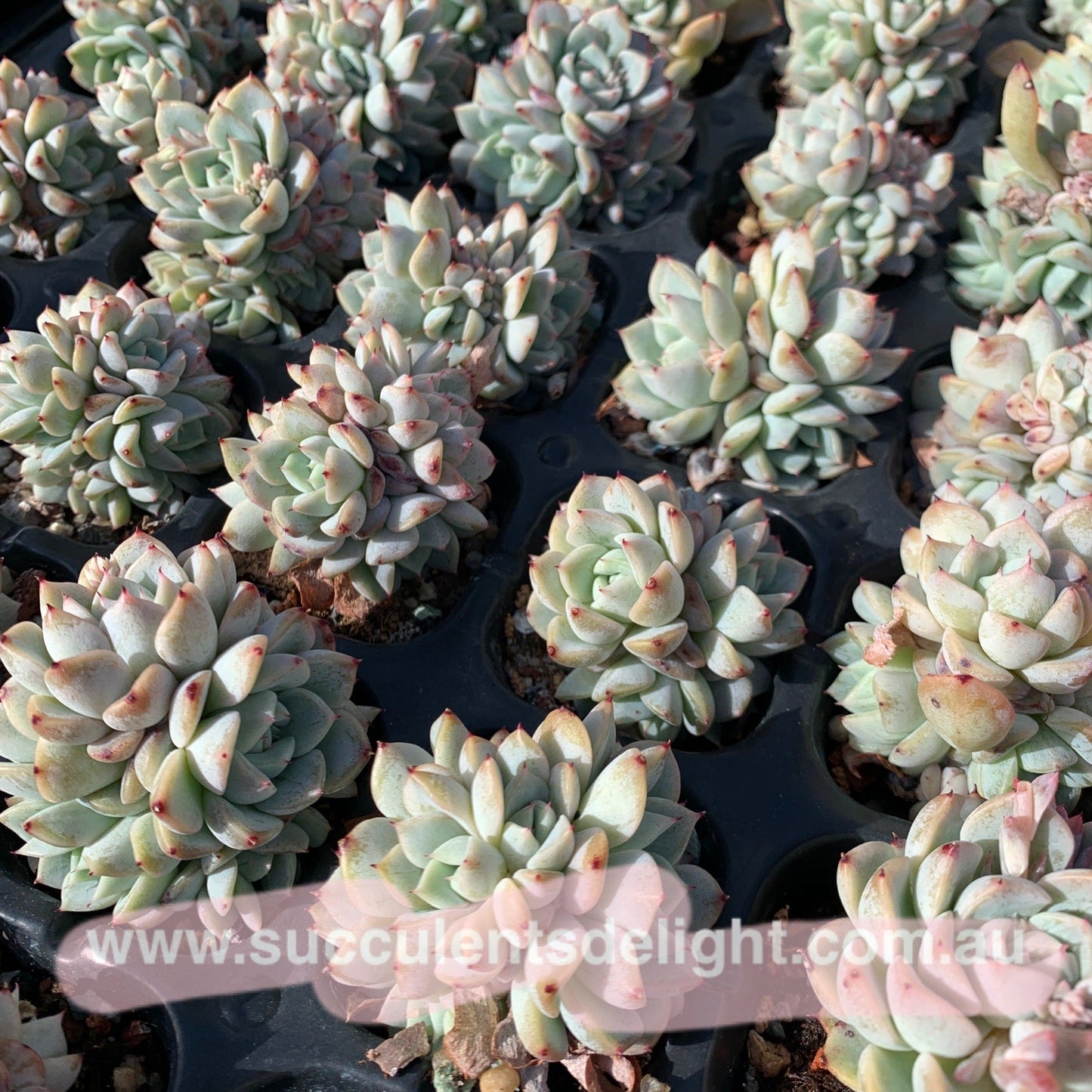 Echeveria Elegans Dongting 洞庭月影