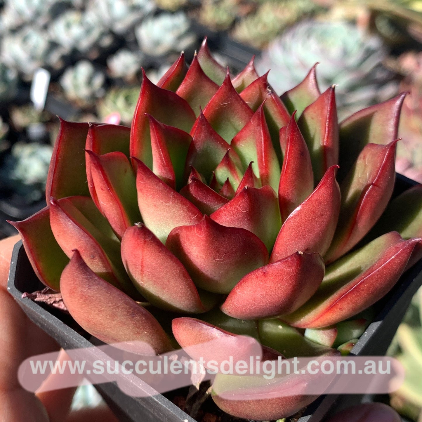 Echeveria Agavoides Wild Horse 野马东云