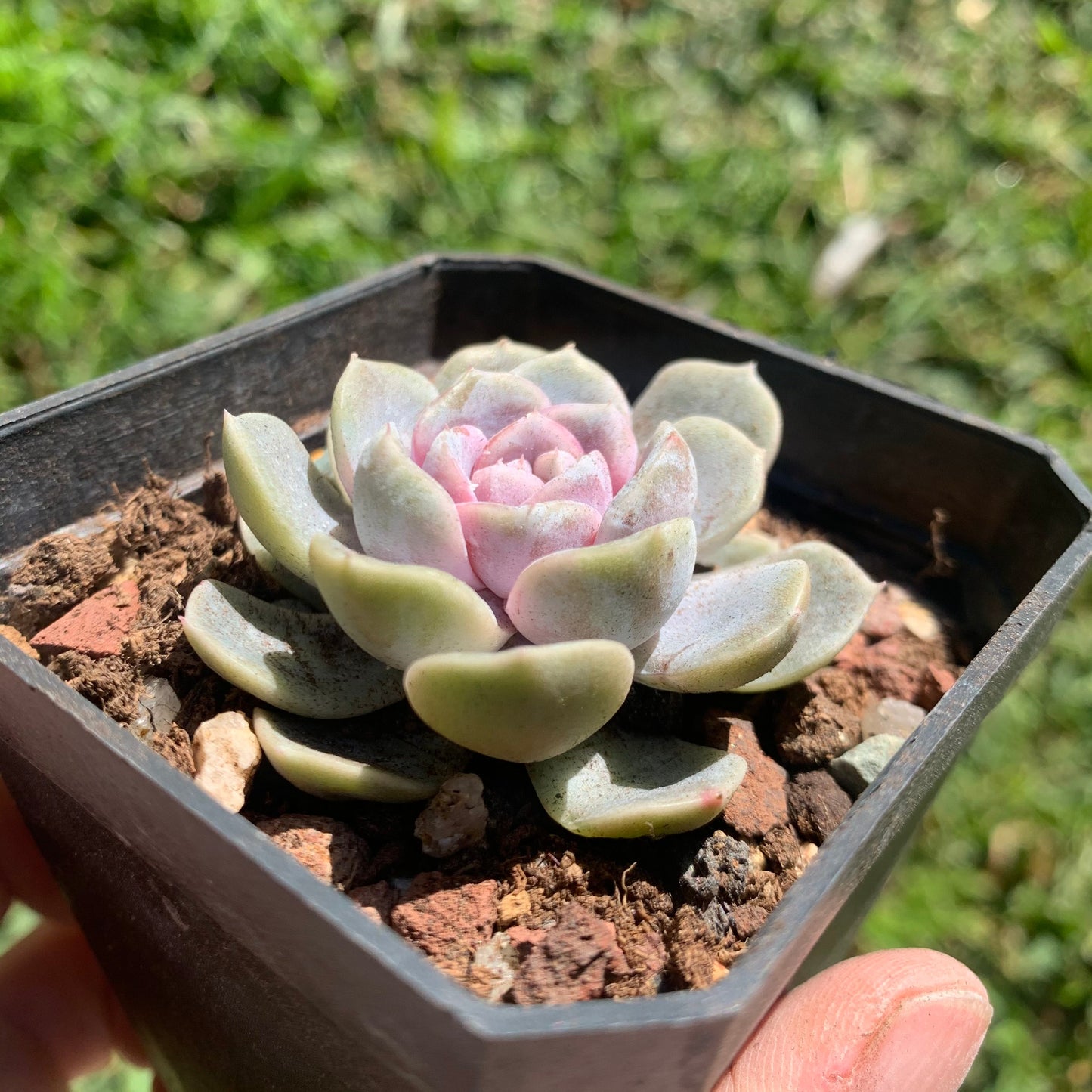 Echeveria Tynie Burger 泰尼汉堡