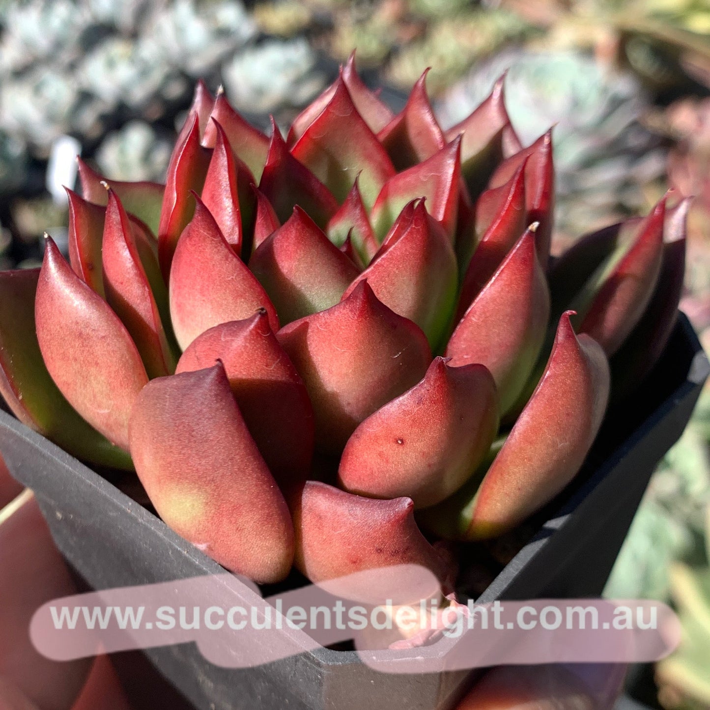Echeveria Agavoides Wild Horse 野马东云