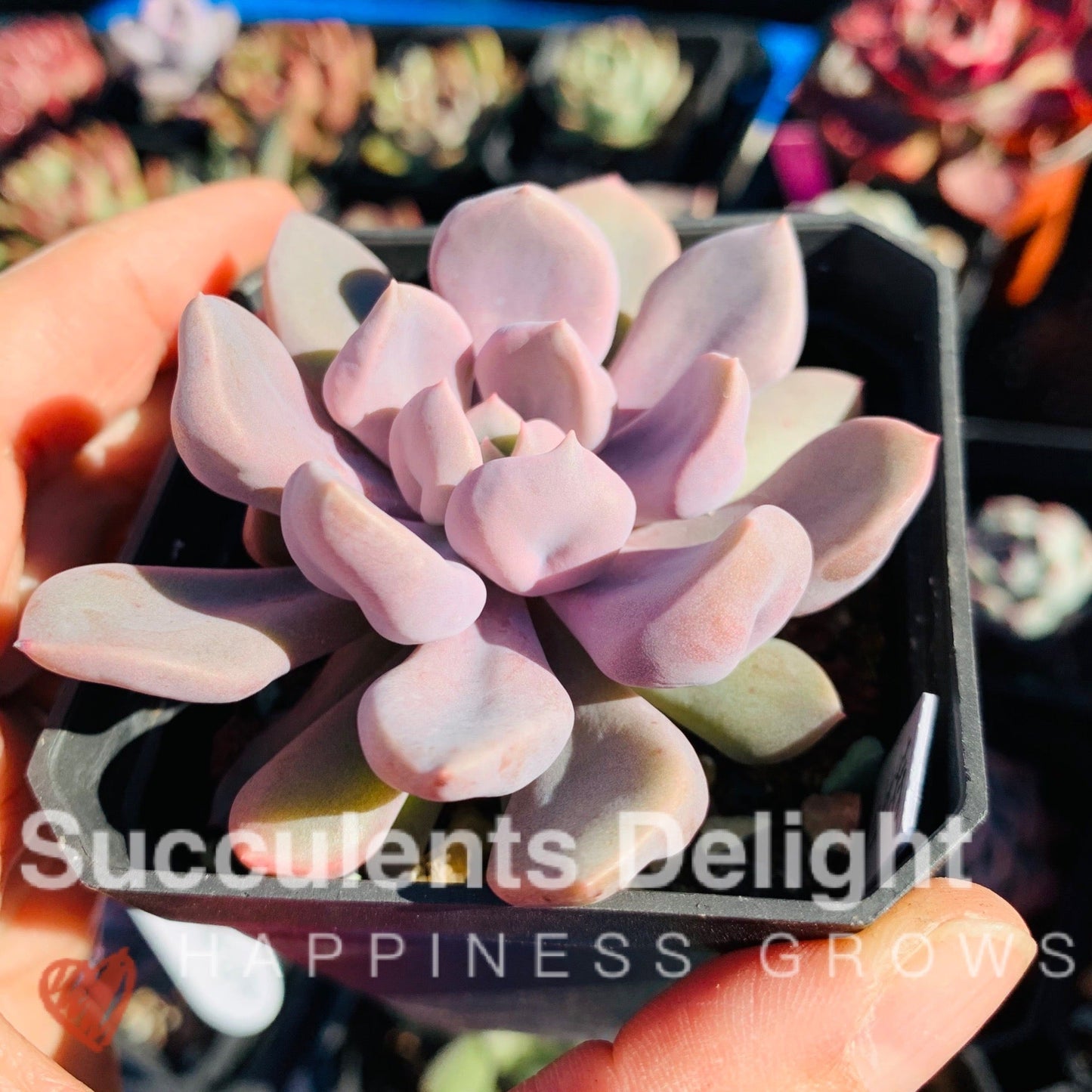 Echeveria Topsy Debbie aka Echeveria Cupid 丘比特