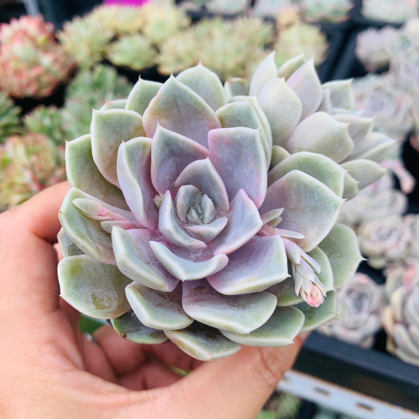 Echeveria Tynie Burger 泰尼汉堡