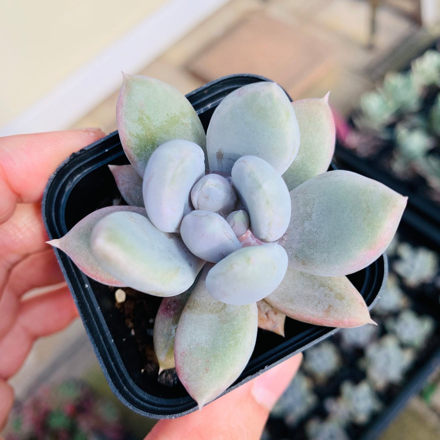 Echeveria Snow Queen 白雪女王