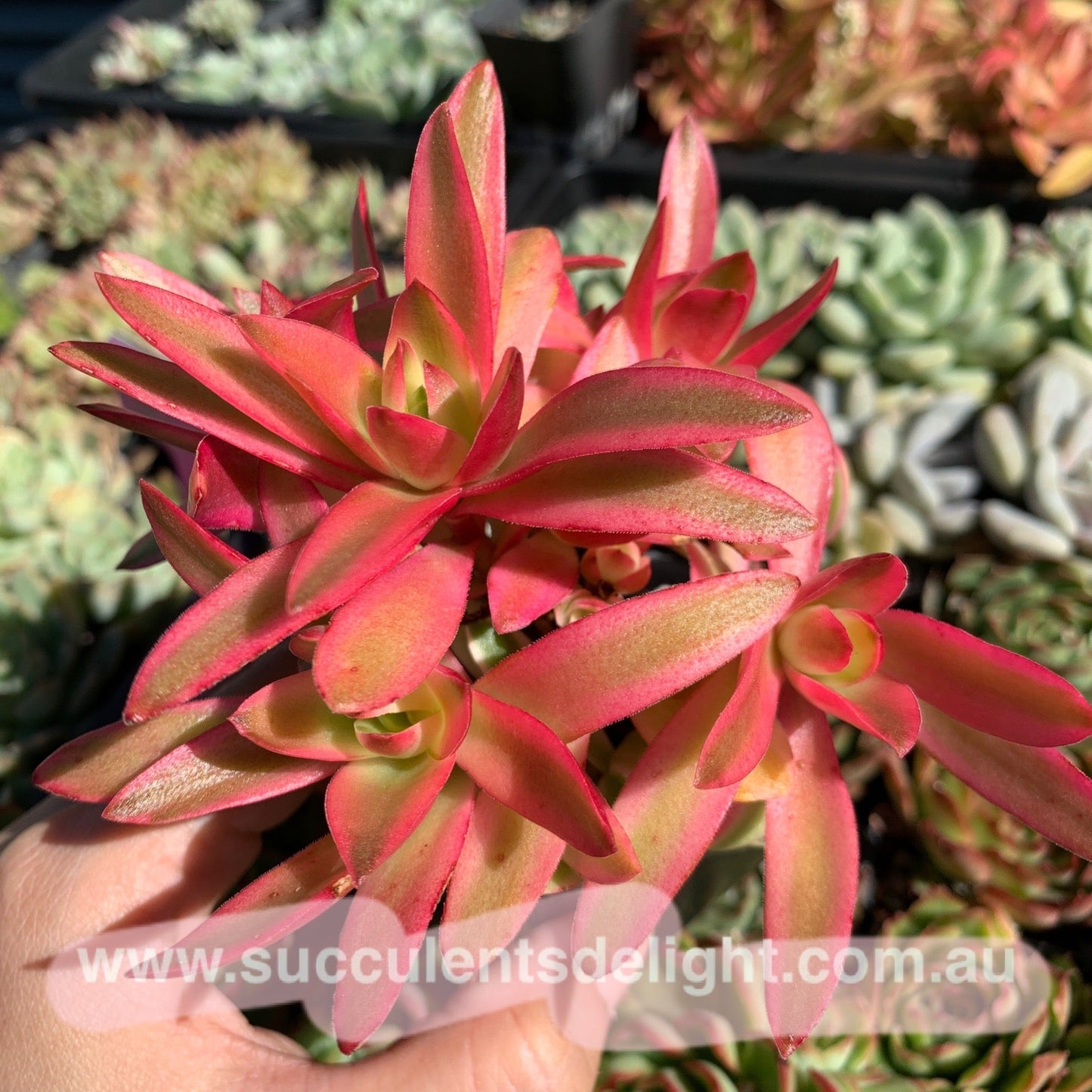 Crassula Campfire Variegated 火祭锦