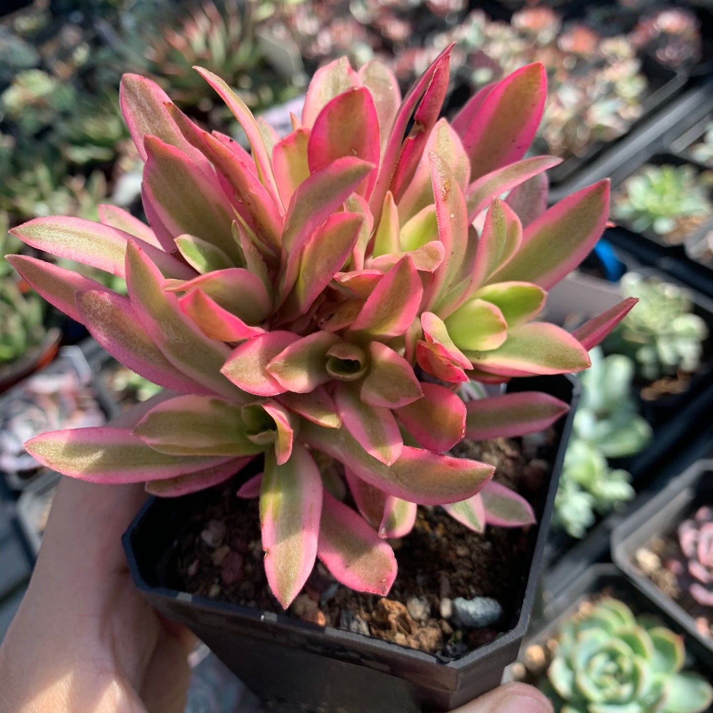 Crassula Campfire Variegated 火祭锦