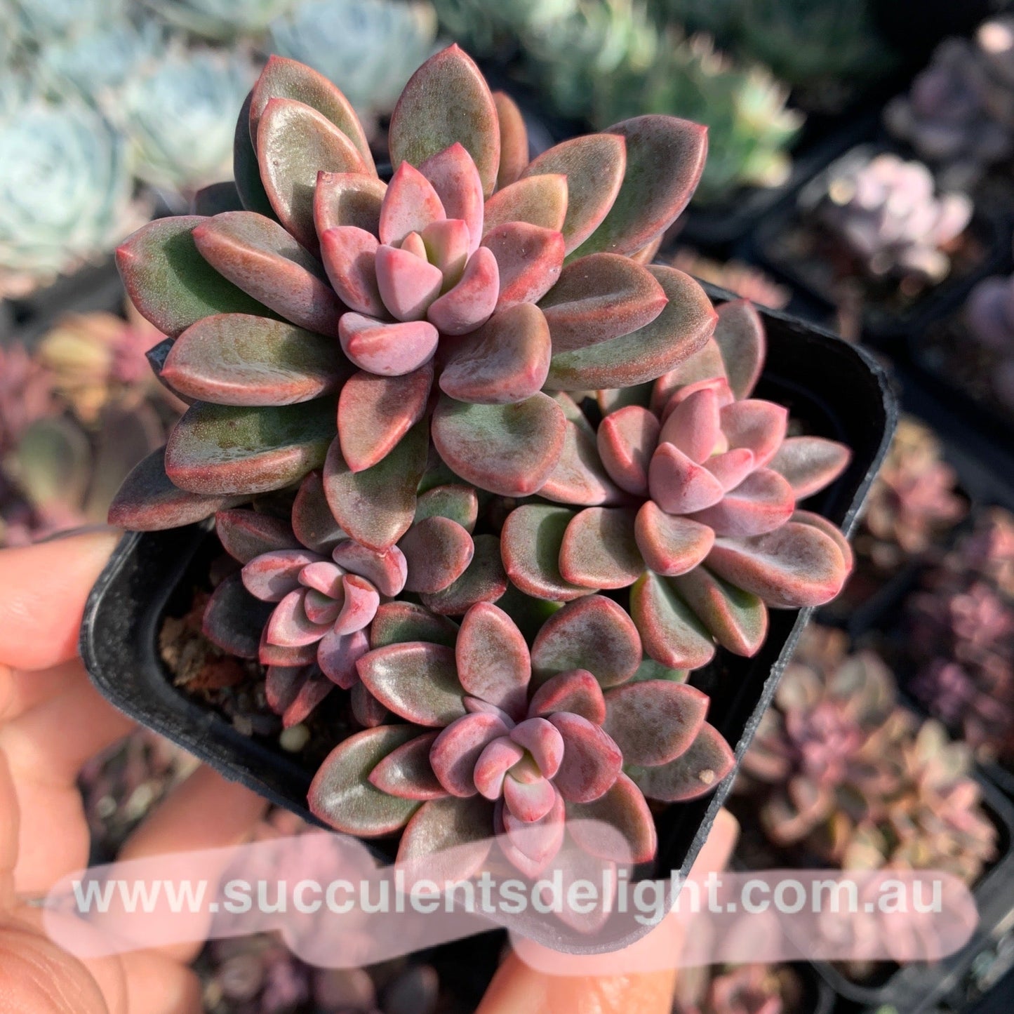 Echeveria cv. Rezry cluster 紫心群