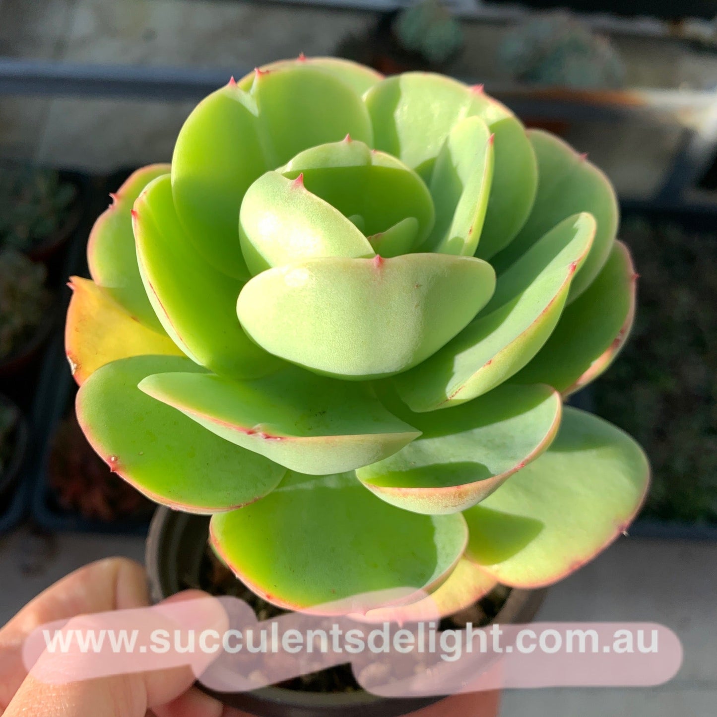 Echeveria Peach Pride 碧桃