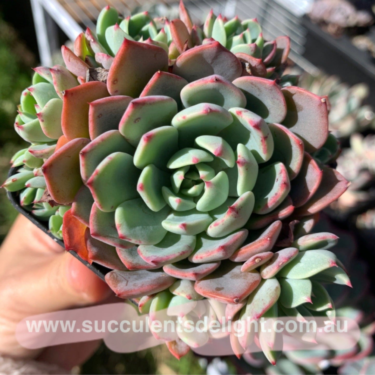 Echeveria Mini Hook 娜娜小勾