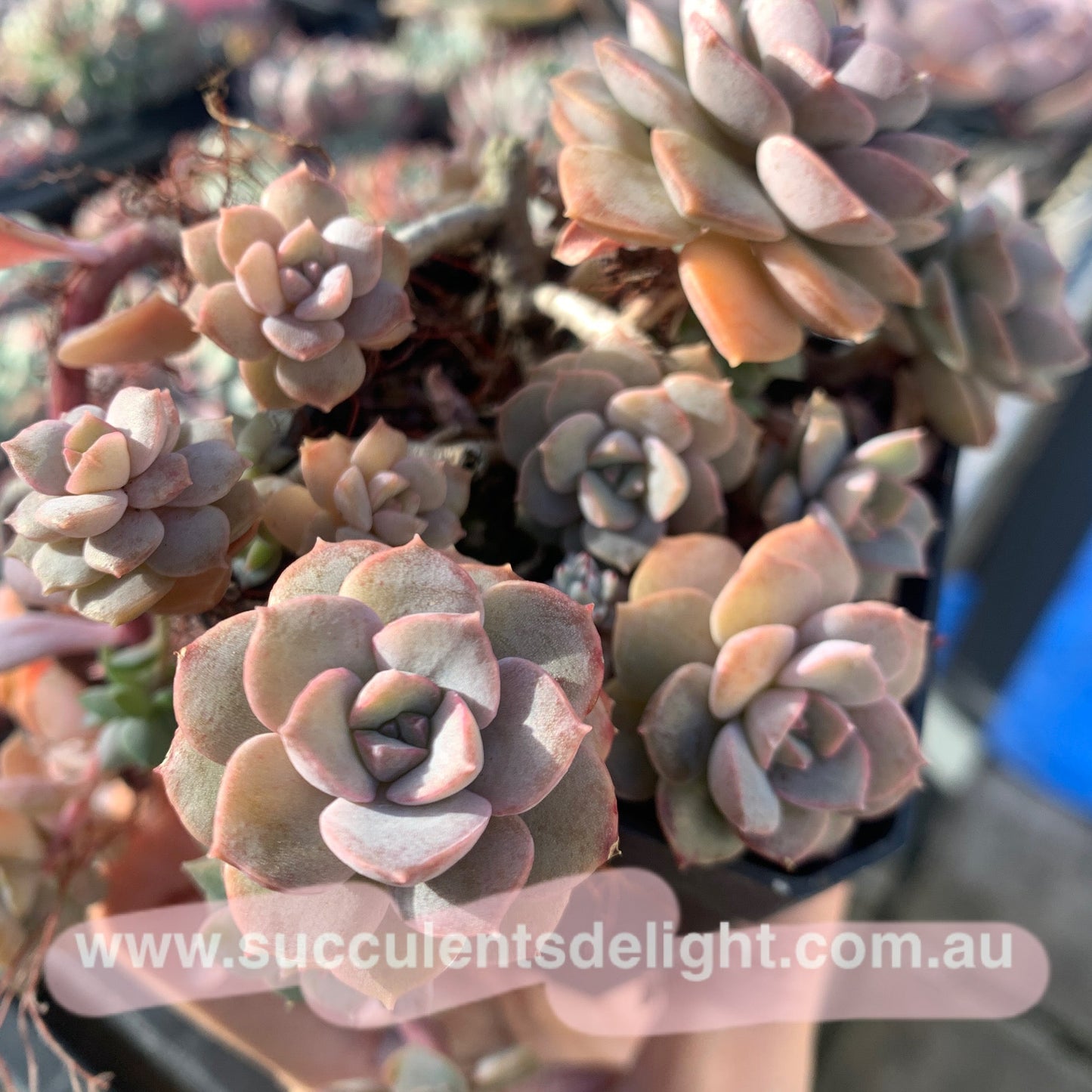 Echeveria Purple Card 紫卡
