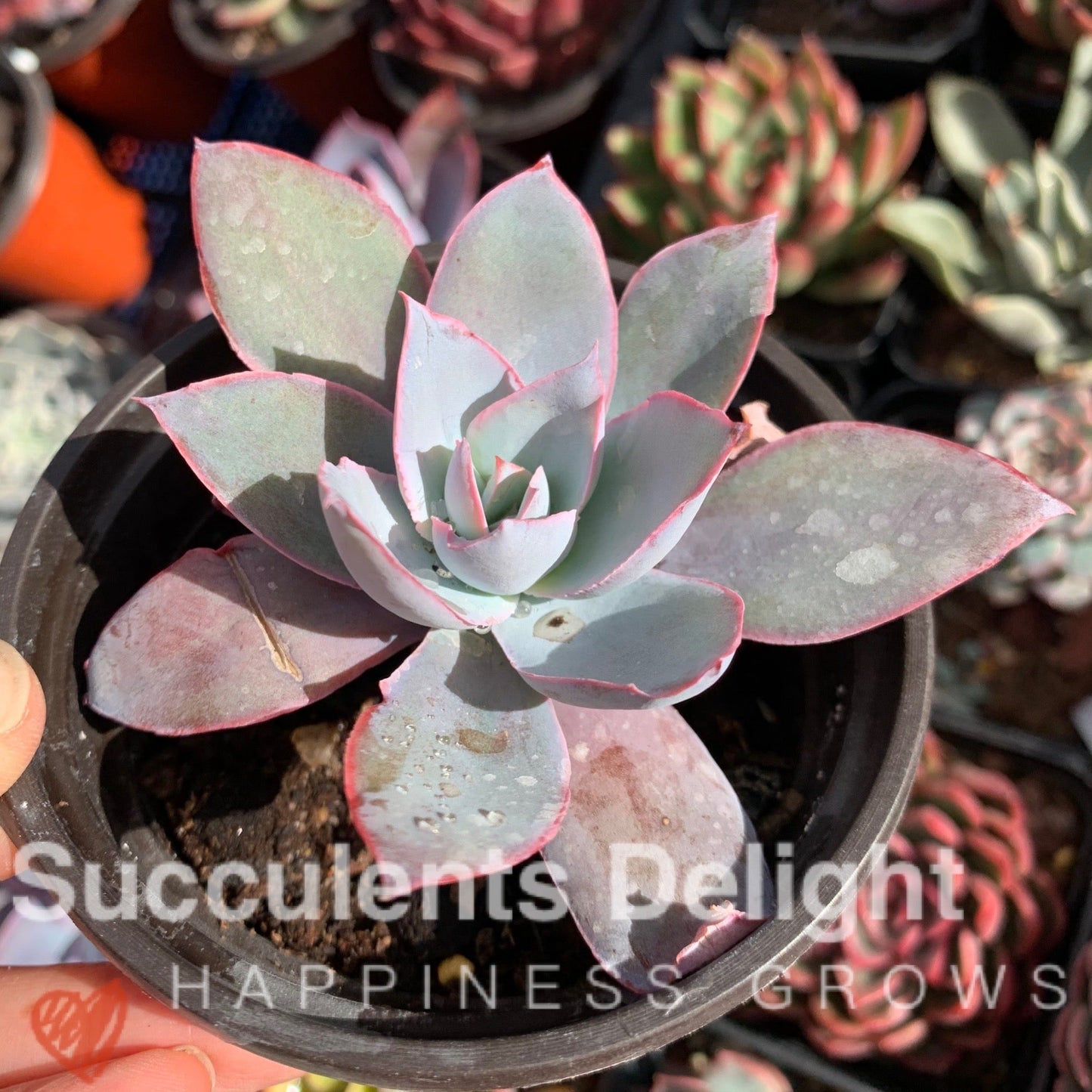 Echeveria Cante 广寒宫