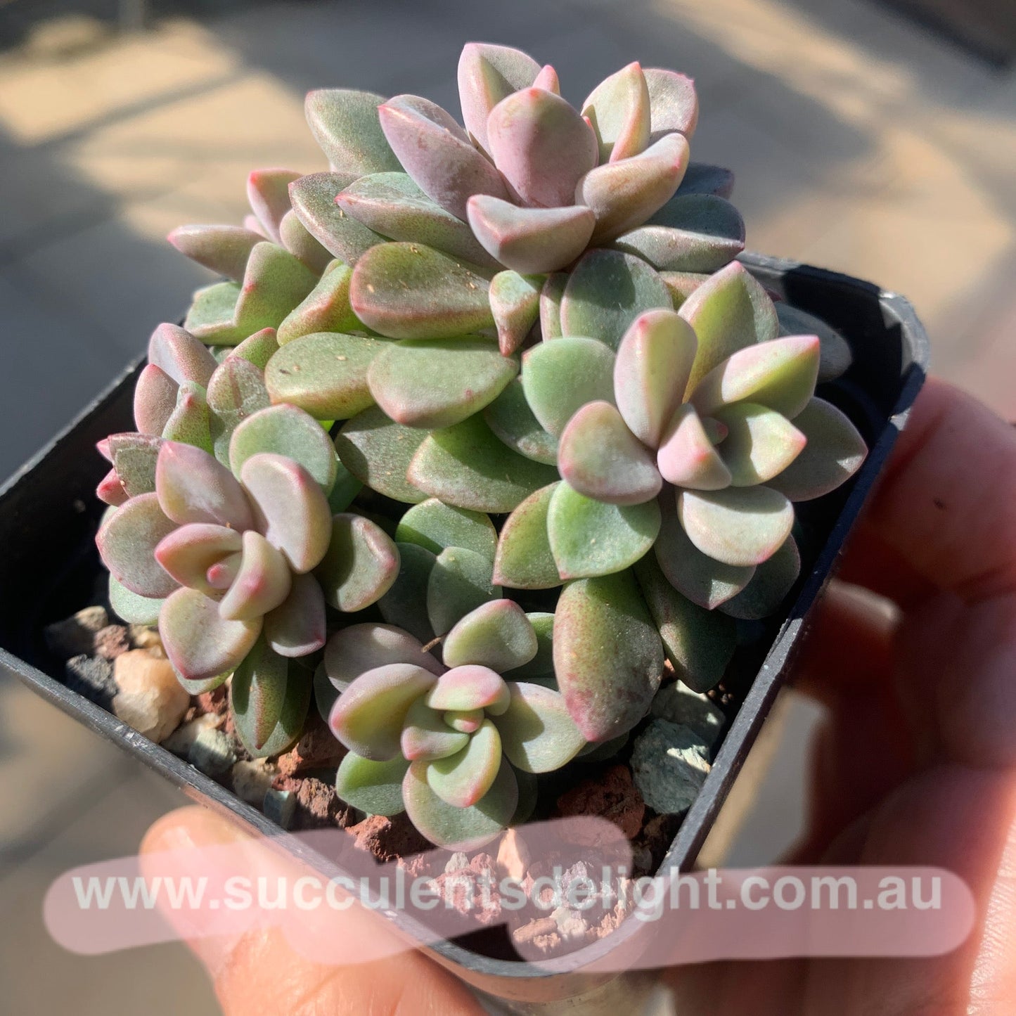 Echeveria cv. Rezry cluster 紫心群
