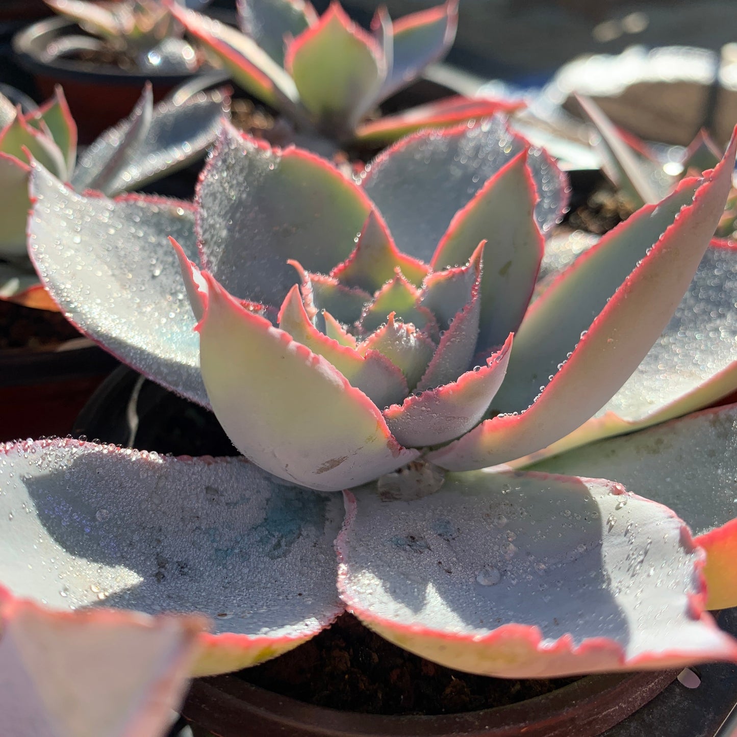Echeveria Cante 广寒宫