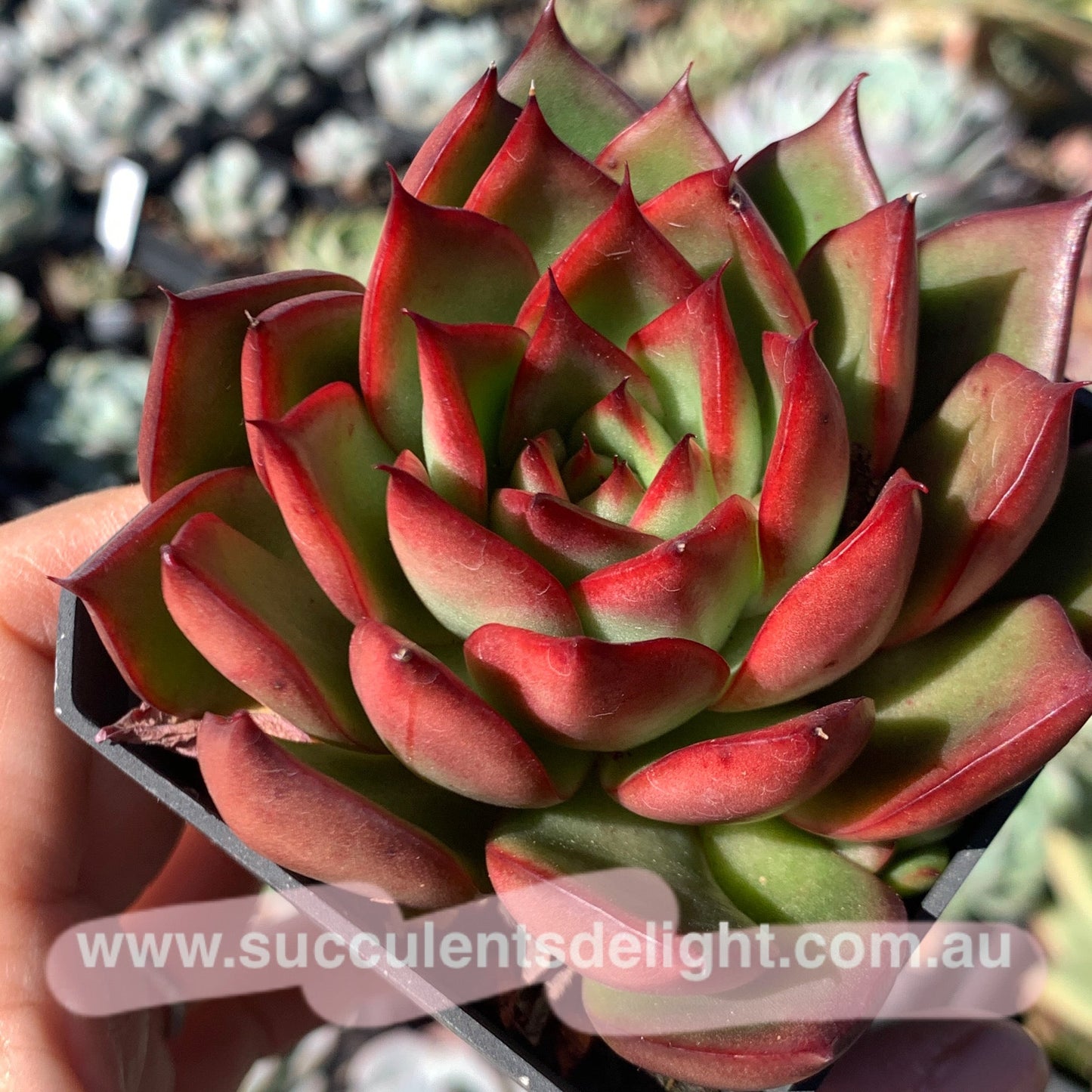 Echeveria Agavoides Wild Horse 野马东云