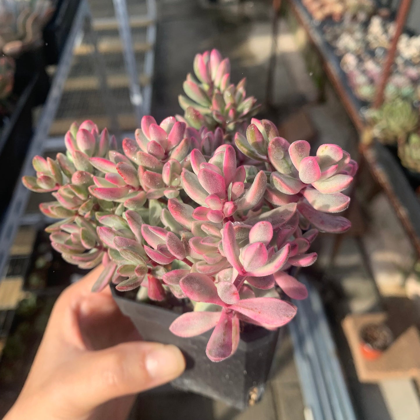 Crassula rogersii variegata cluster 若歌诗锦群