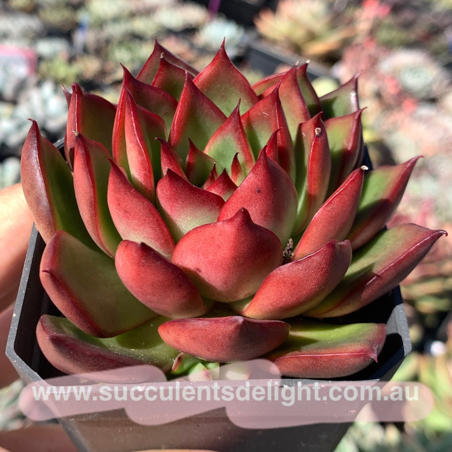 Echeveria Agavoides Wild Horse 野马东云