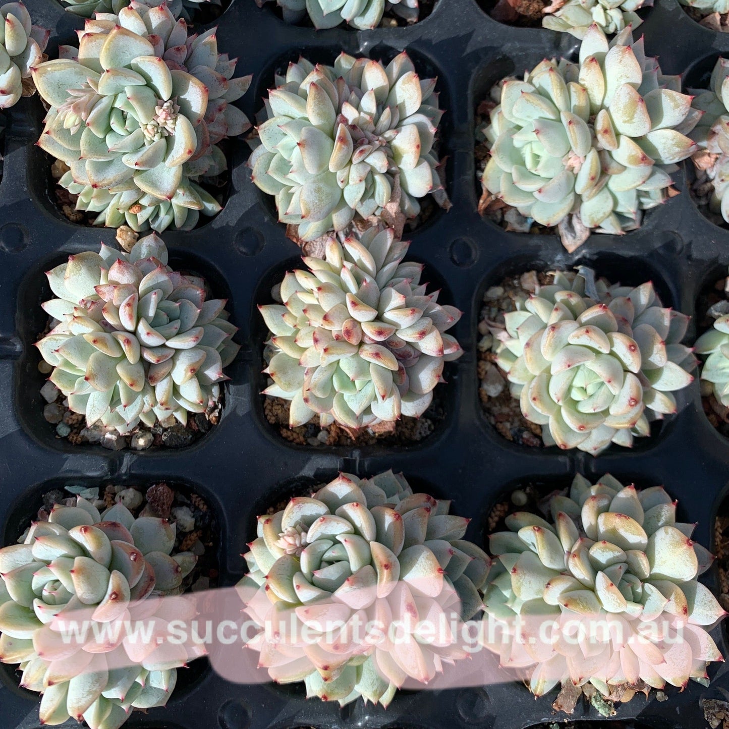 Echeveria Elegans Dongting 洞庭月影