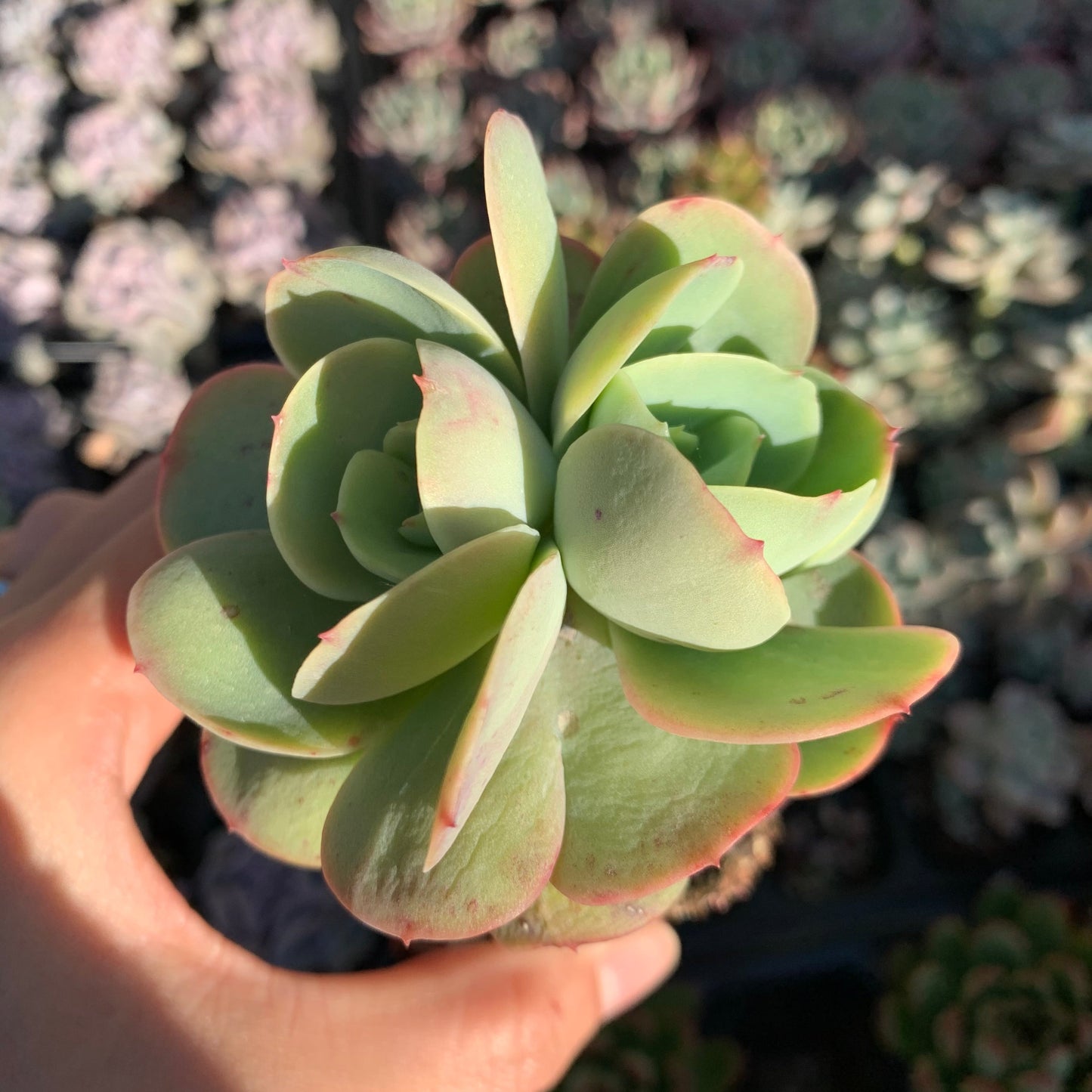 Echeveria Peach Pride 碧桃