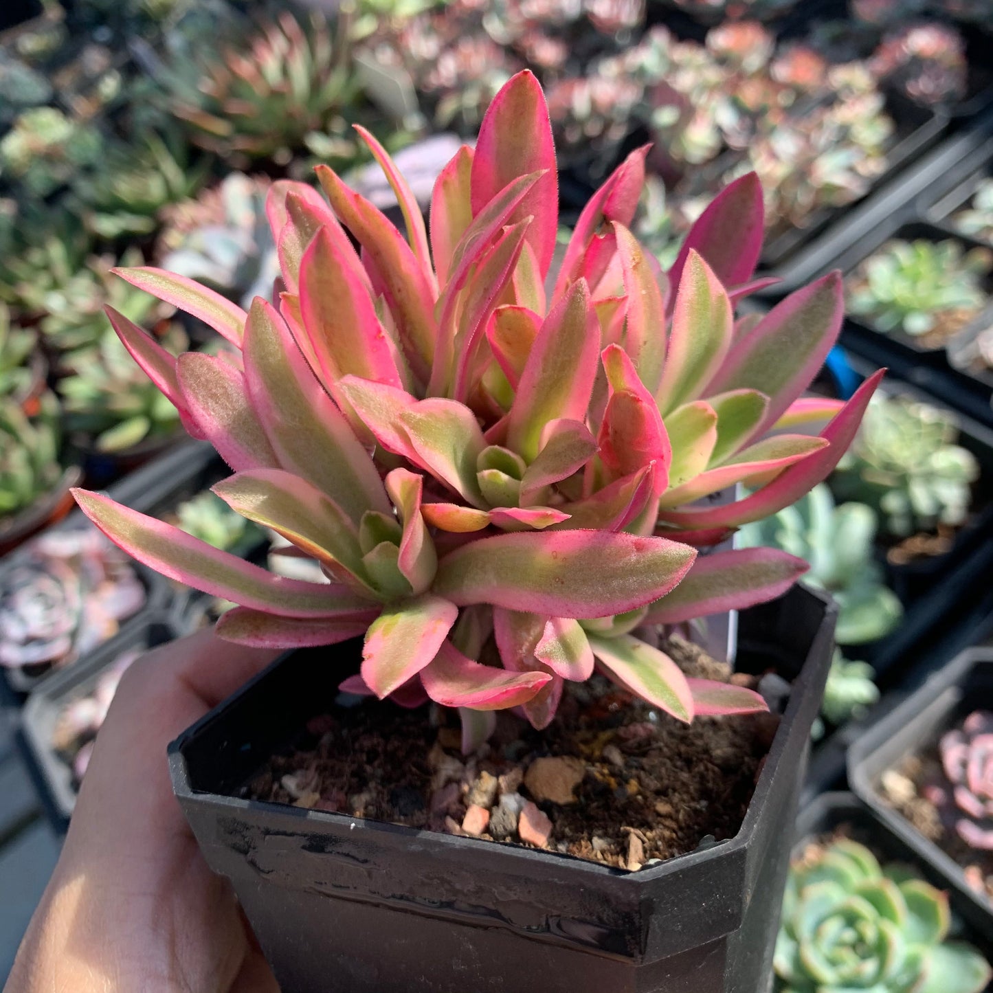 Crassula Campfire Variegated 火祭锦