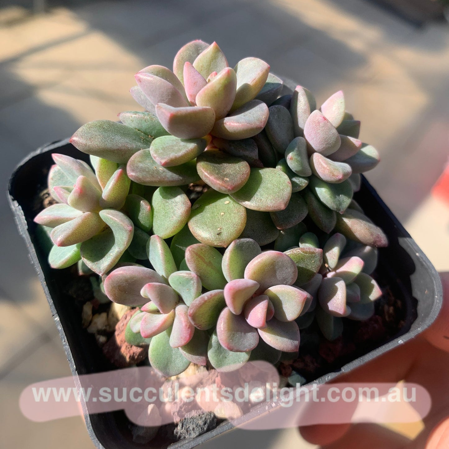 Echeveria cv. Rezry cluster 紫心群