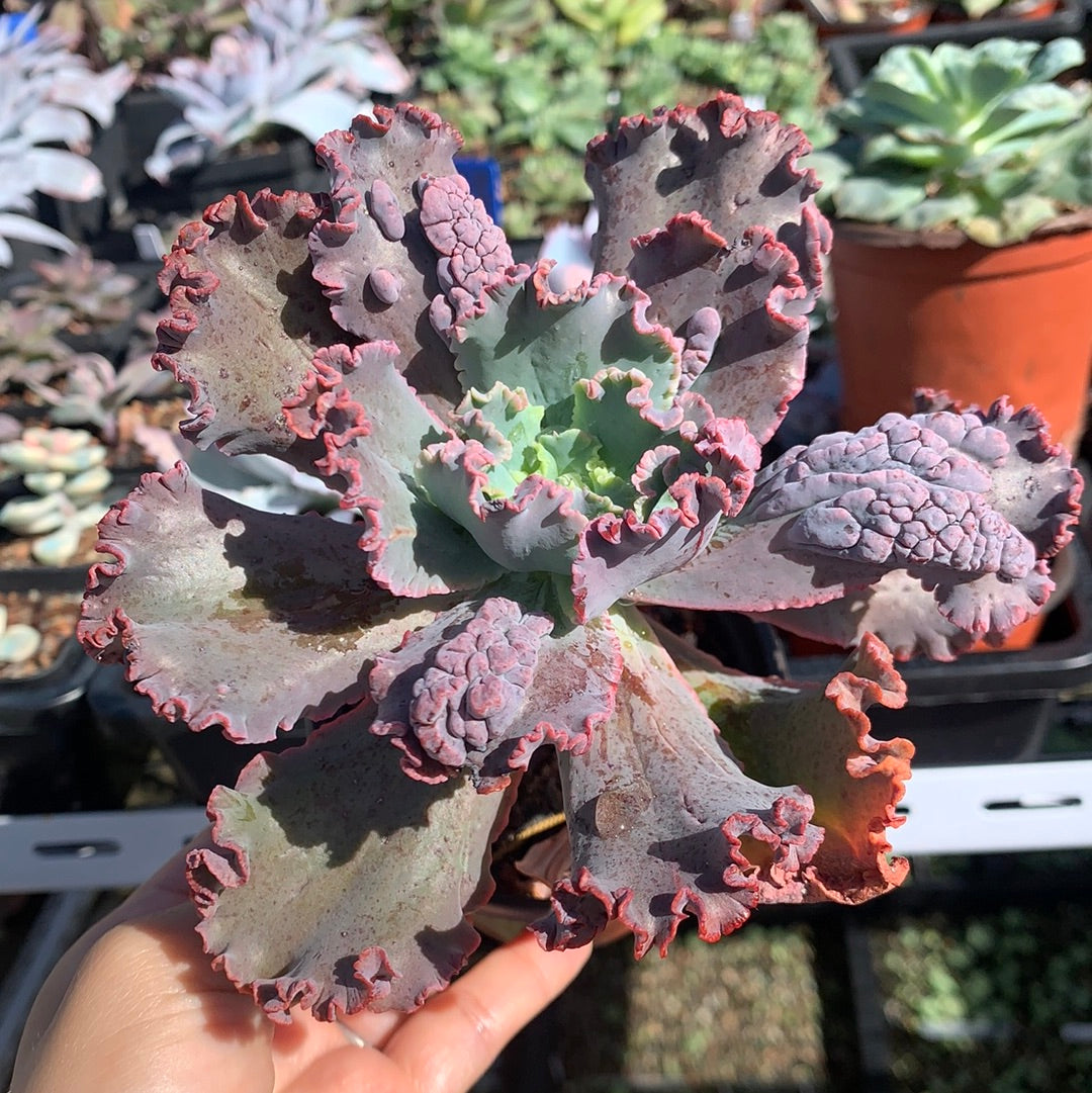 Echeveria Red Dragon 红龙