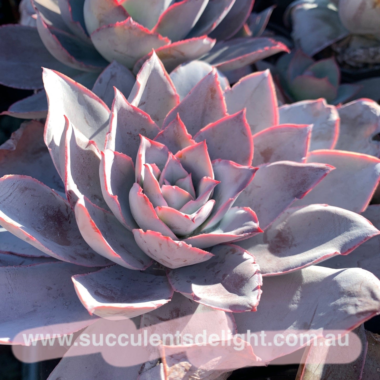Echeveria Cante 广寒宫