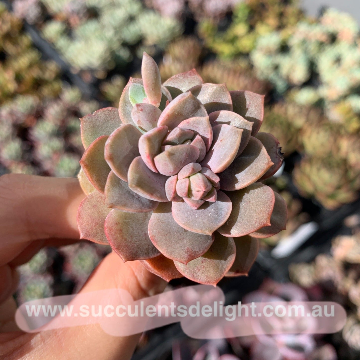 Echeveria Purple Card 紫卡