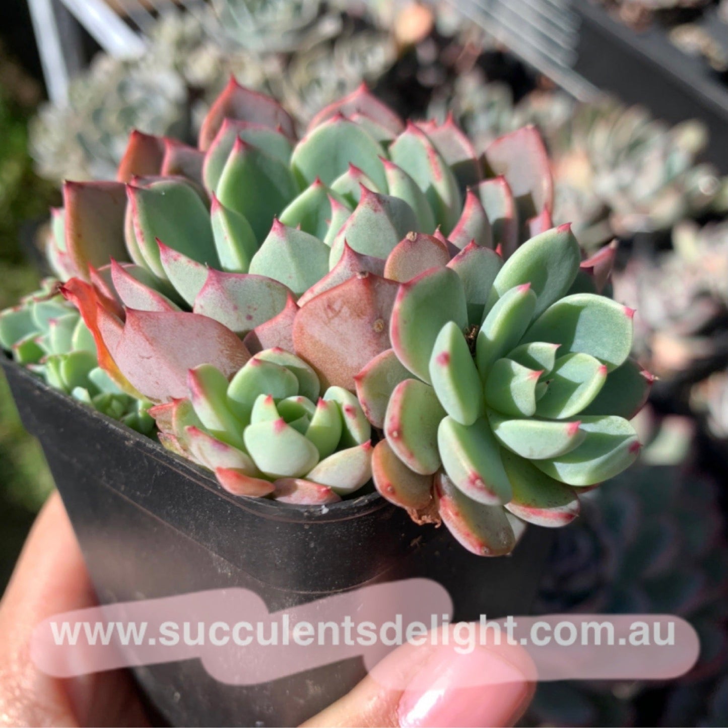 Echeveria Mini Hook 娜娜小勾