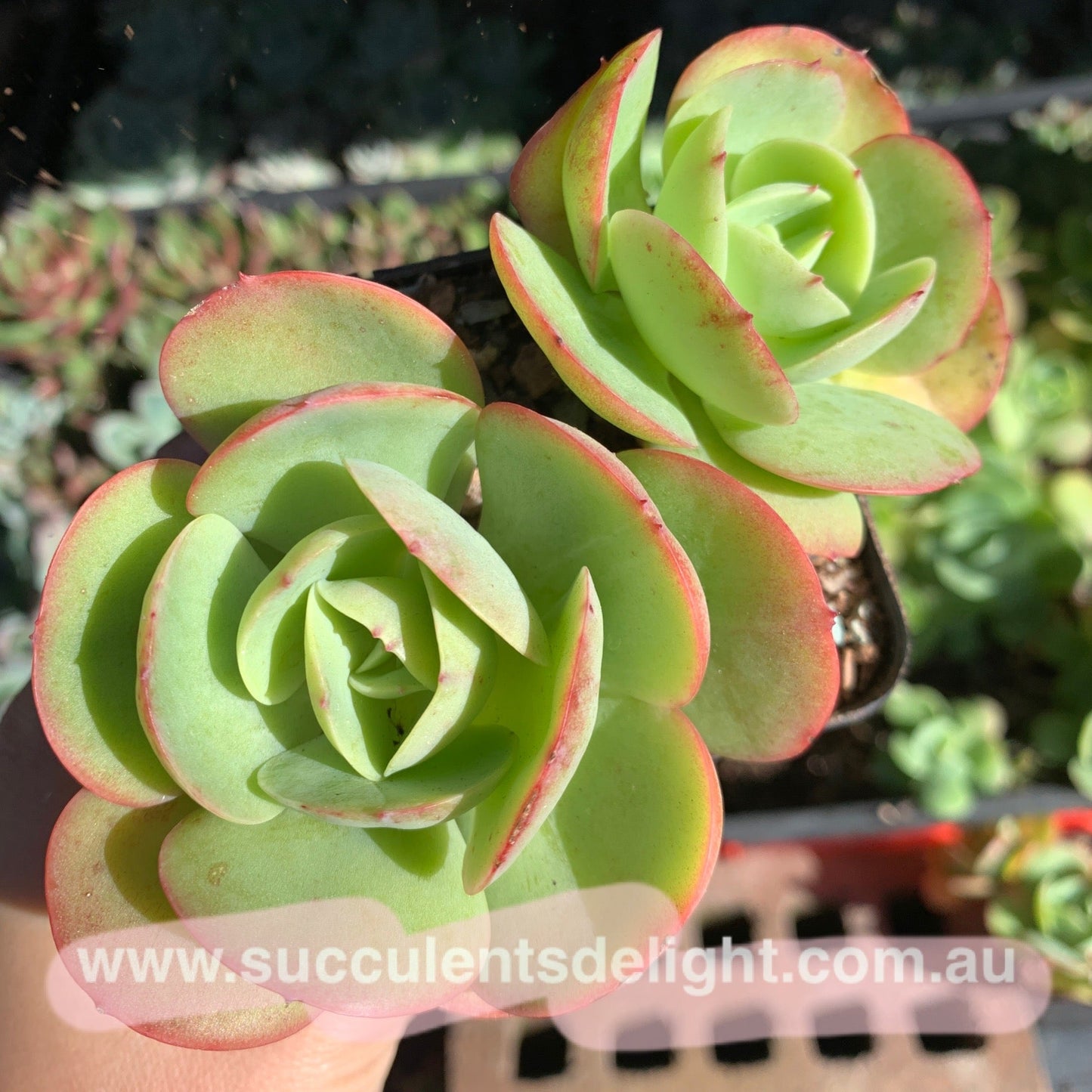Echeveria Peach Pride 碧桃