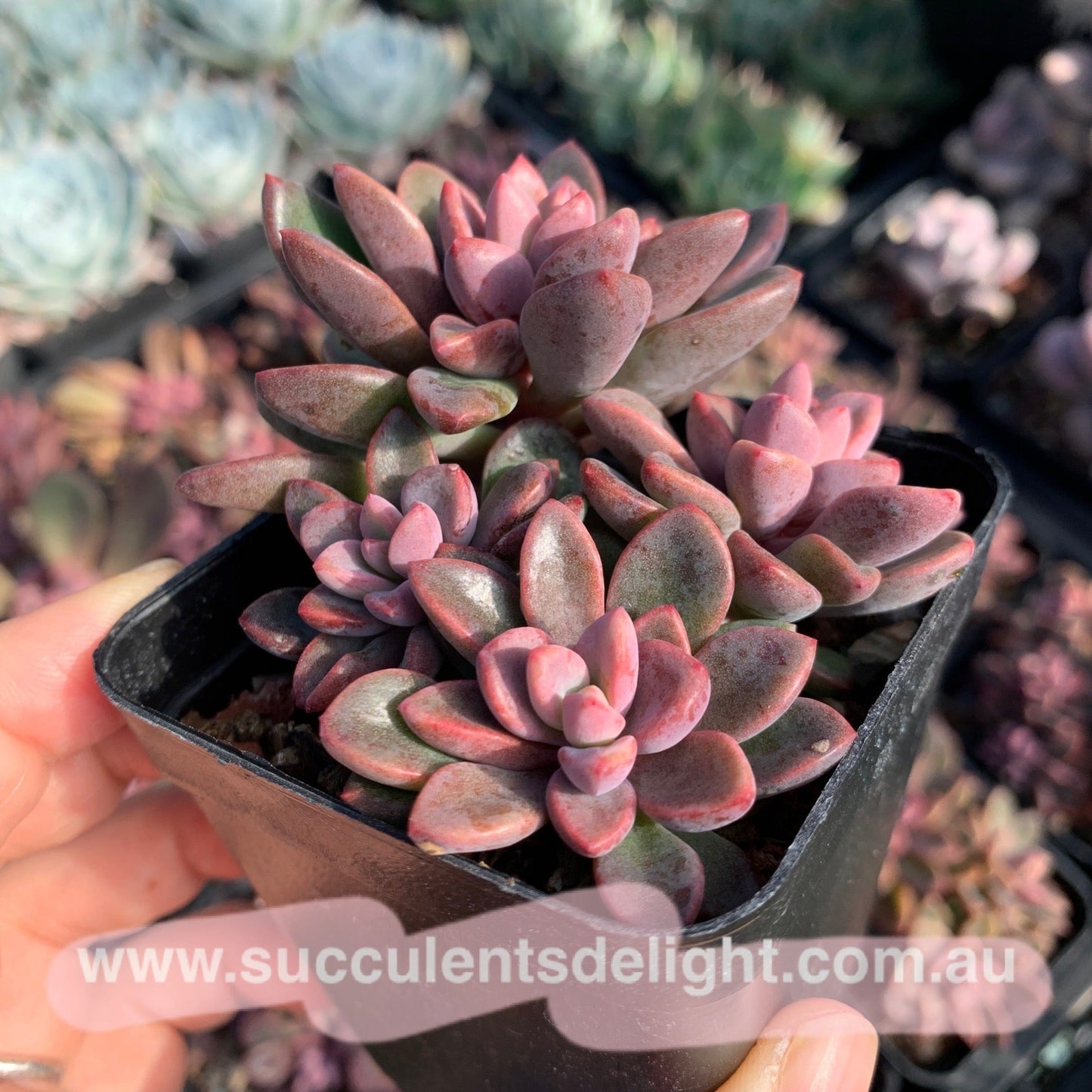 Echeveria cv. Rezry cluster 紫心群