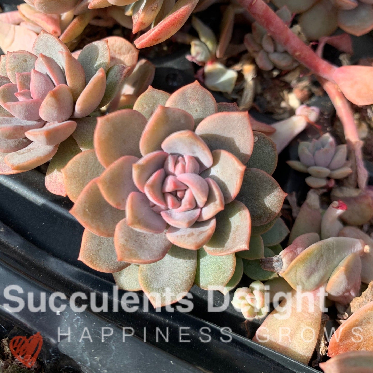 Echeveria Purple Card 紫卡