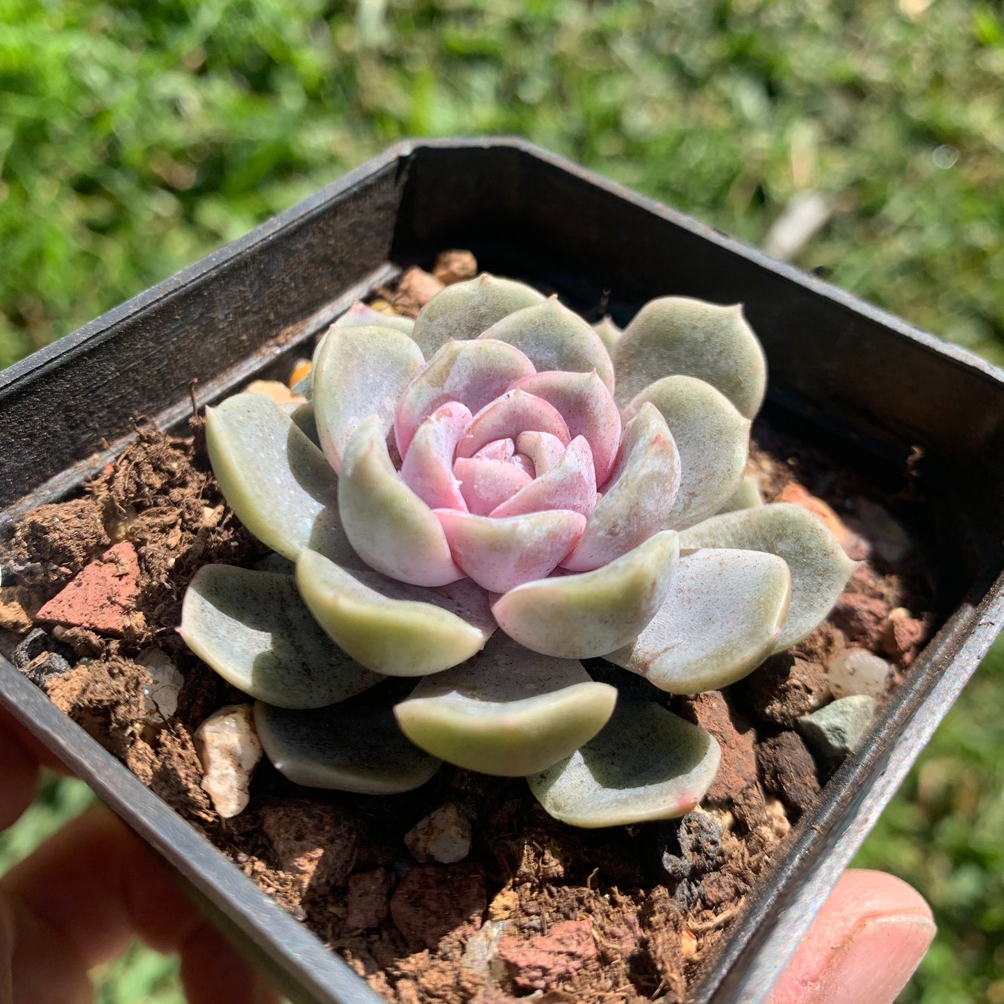 Echeveria Tynie Burger 泰尼汉堡