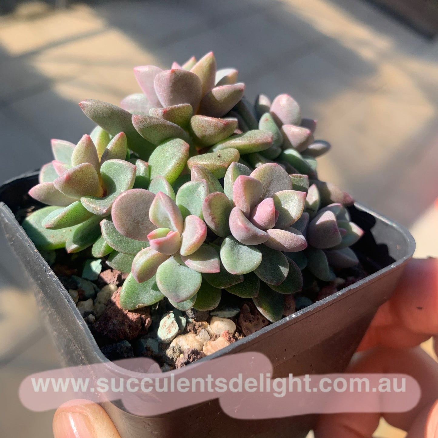 Echeveria cv. Rezry cluster 紫心群