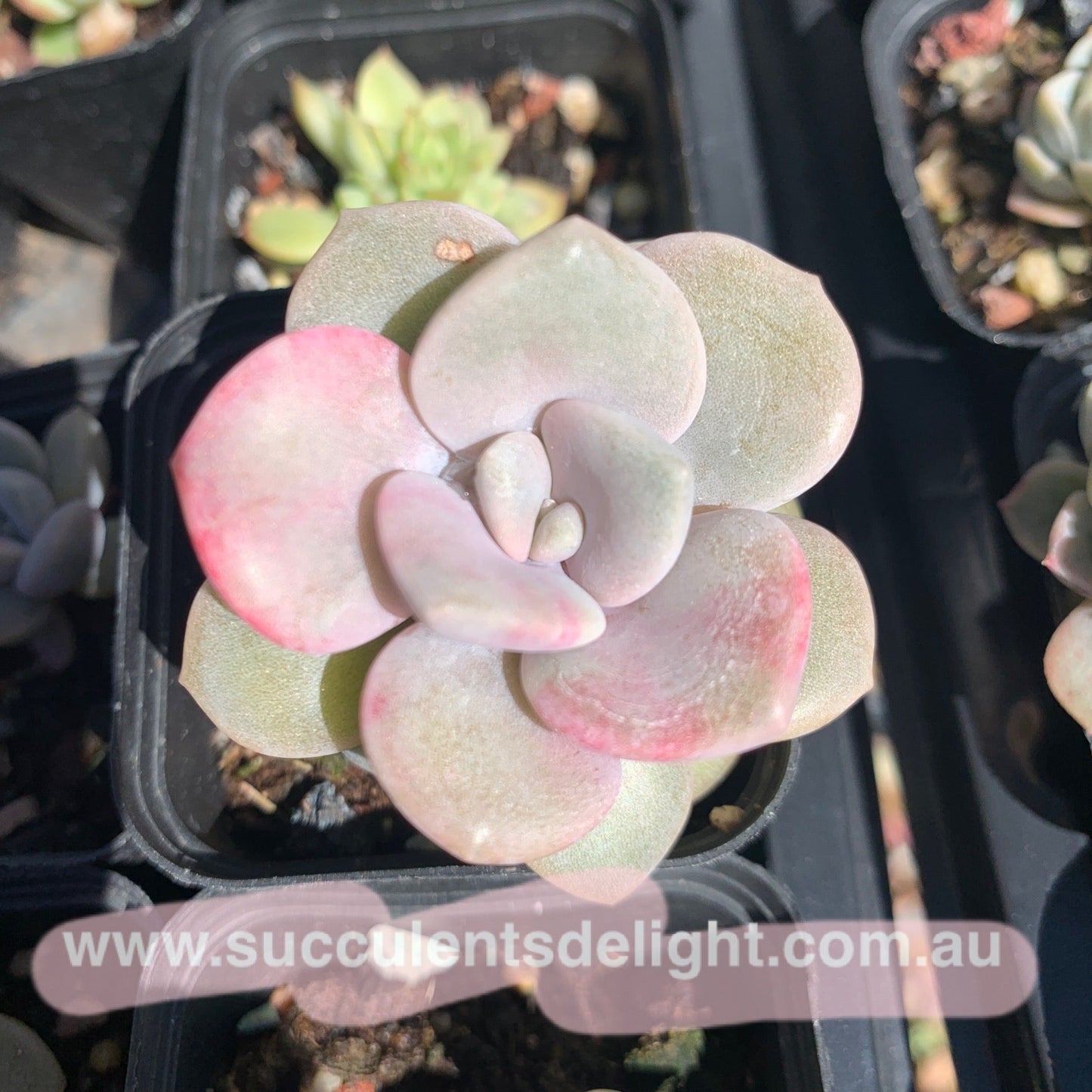 Graptopetalum Roma 三色诺玛