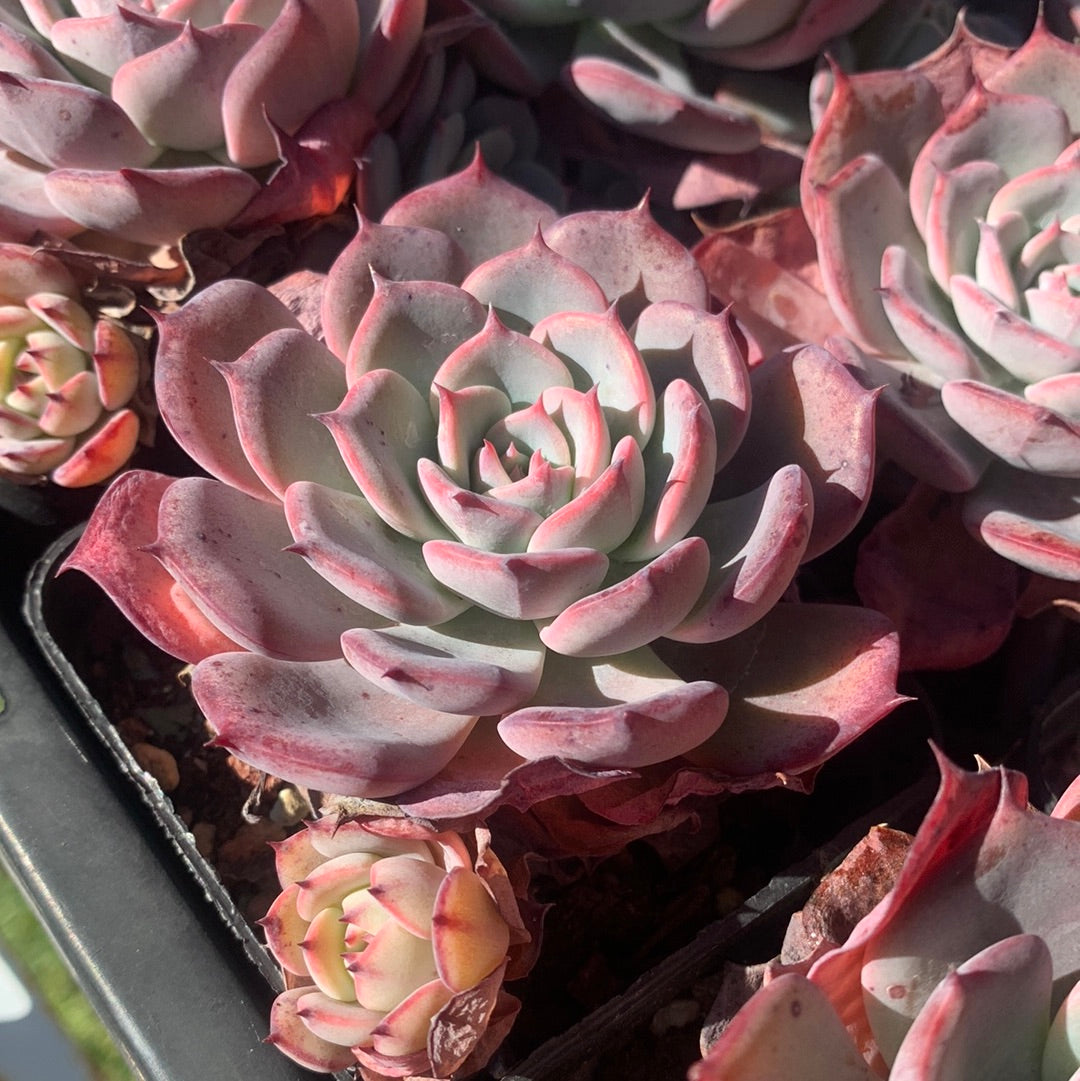 Echeveria Laulensis 劳伦斯