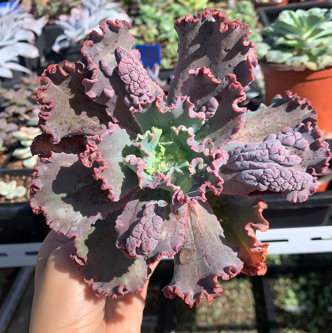 Echeveria Red Dragon 红龙