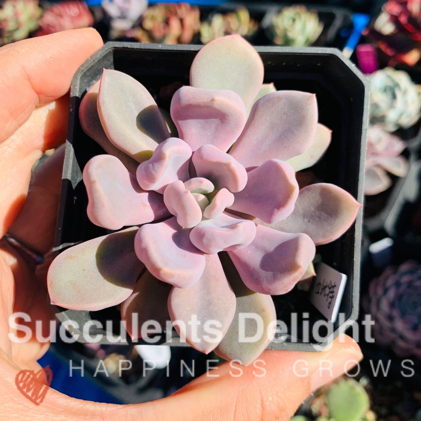 Echeveria Topsy Debbie aka Echeveria Cupid 丘比特