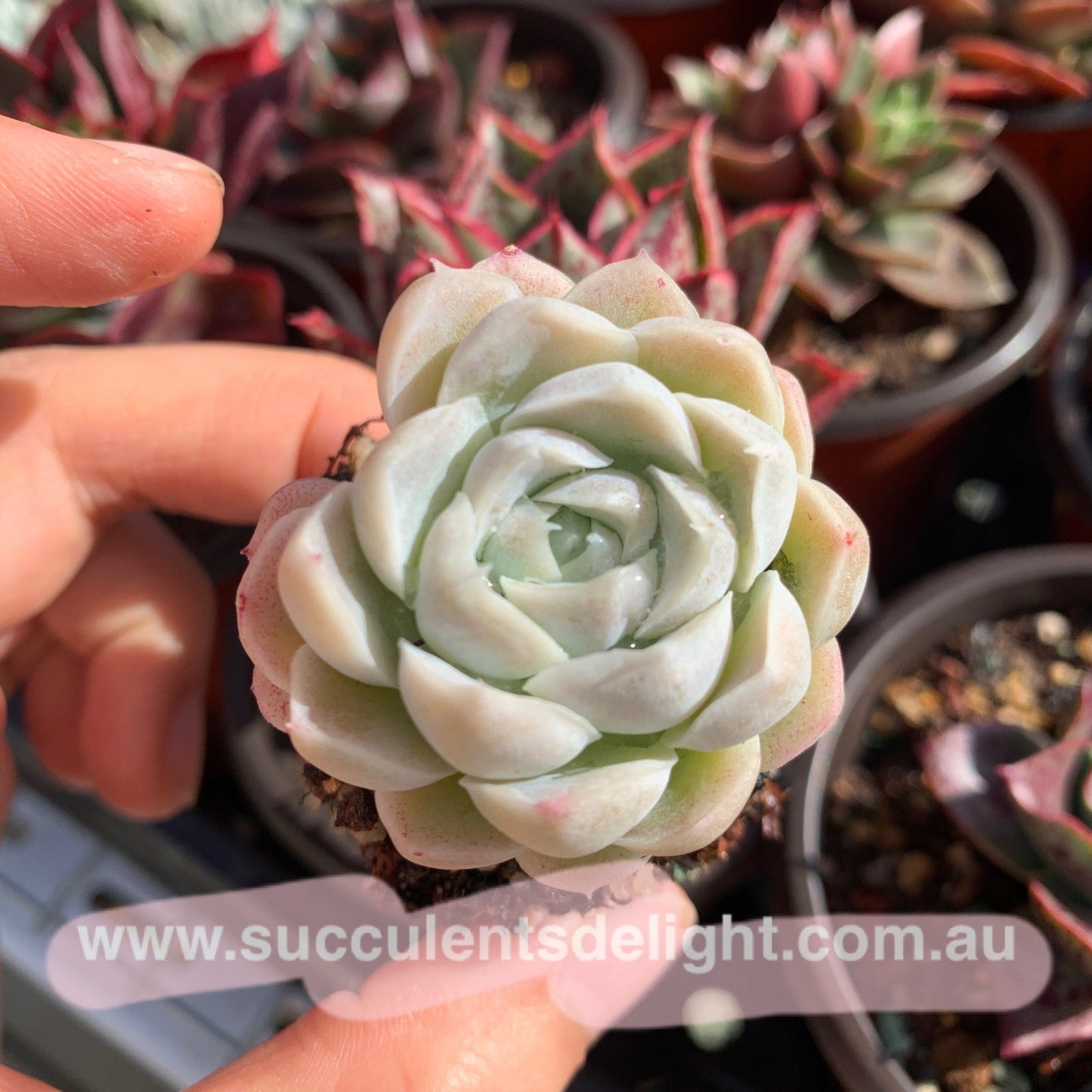 Echeveria Elegans Alba aka White Elegans 阿尔巴白月影
